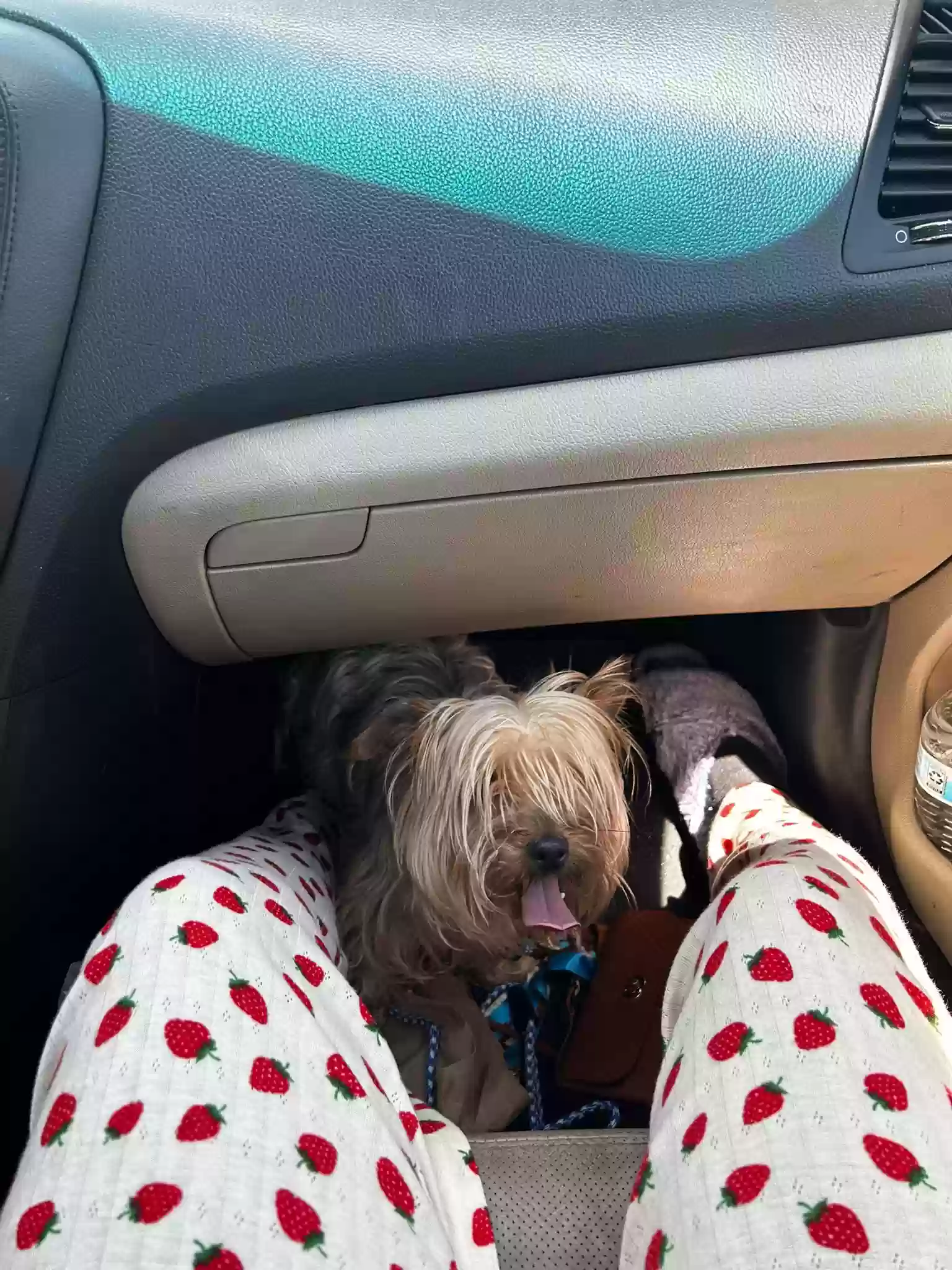 /lostandfound/images/lnfpets/original/187361_photo.webp