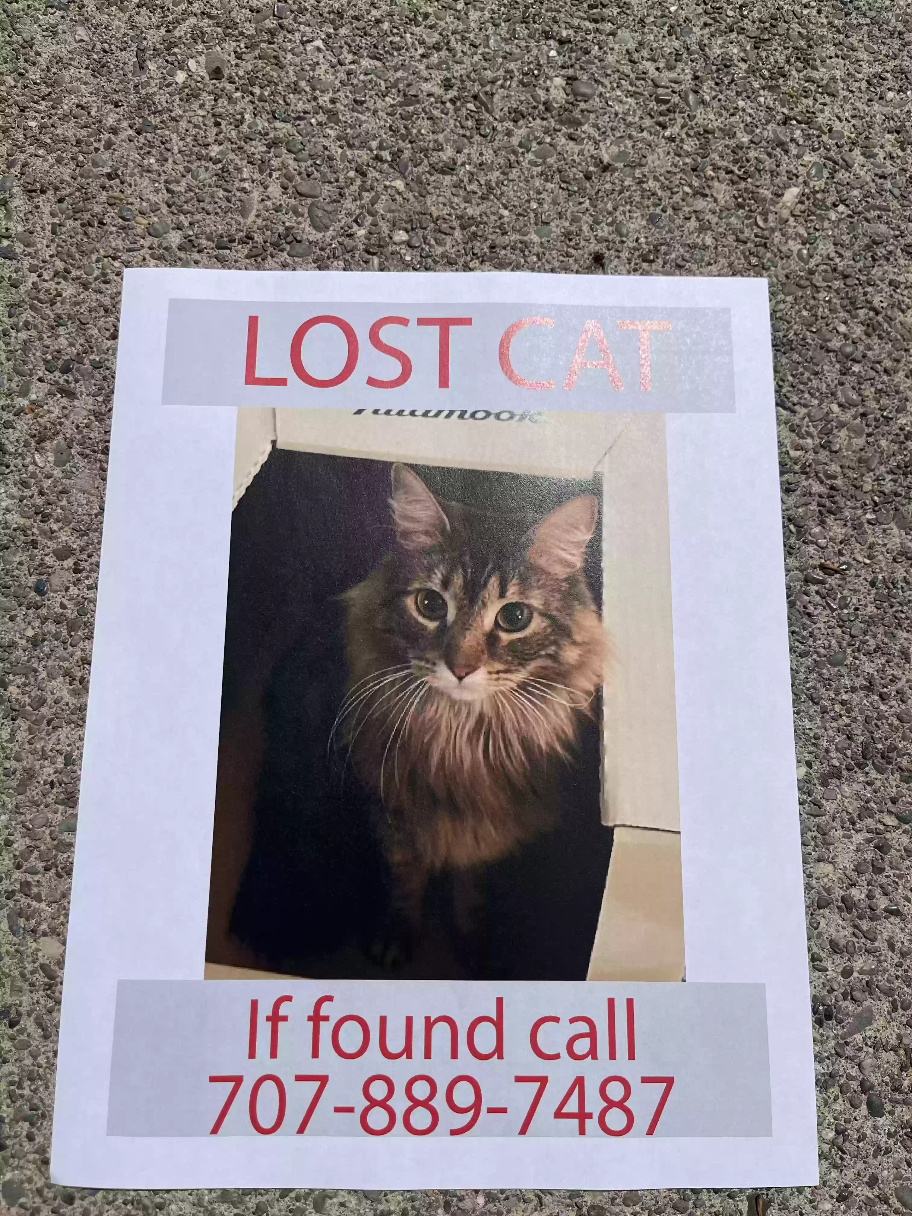 /lostandfound/images/lnfpets/original/187362_photo.webp