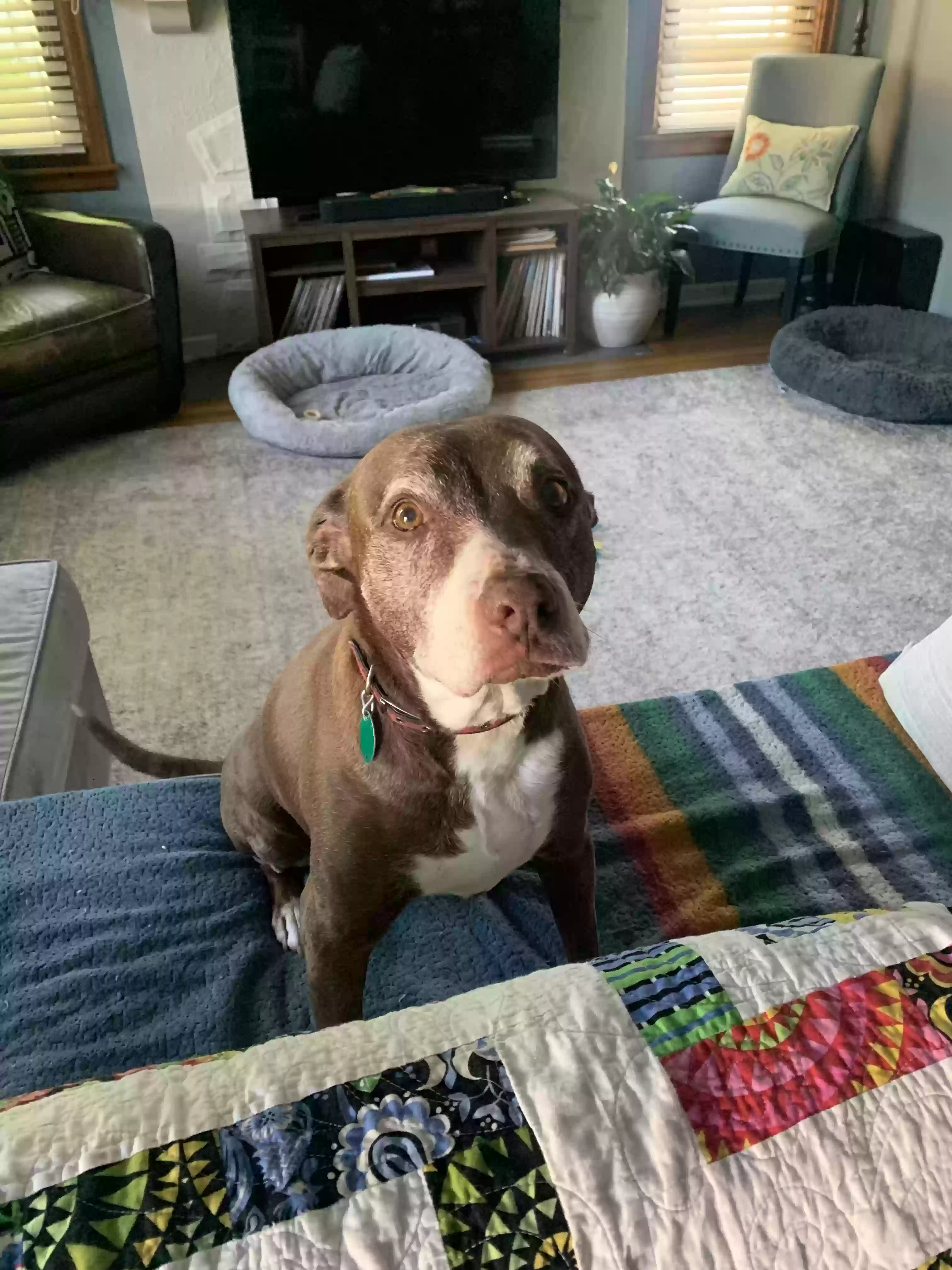 /lostandfound/images/lnfpets/original/187383_photo.webp