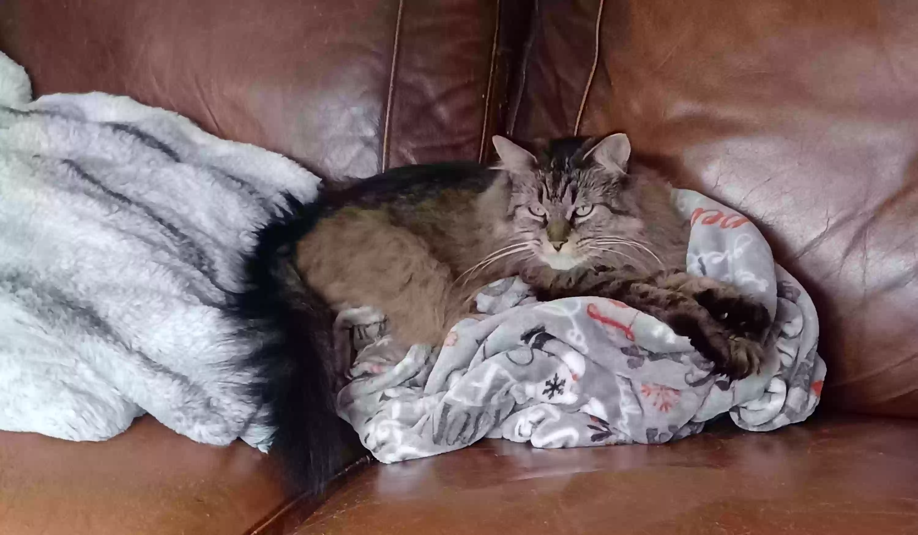 /lostandfound/images/lnfpets/original/187456_photo.webp