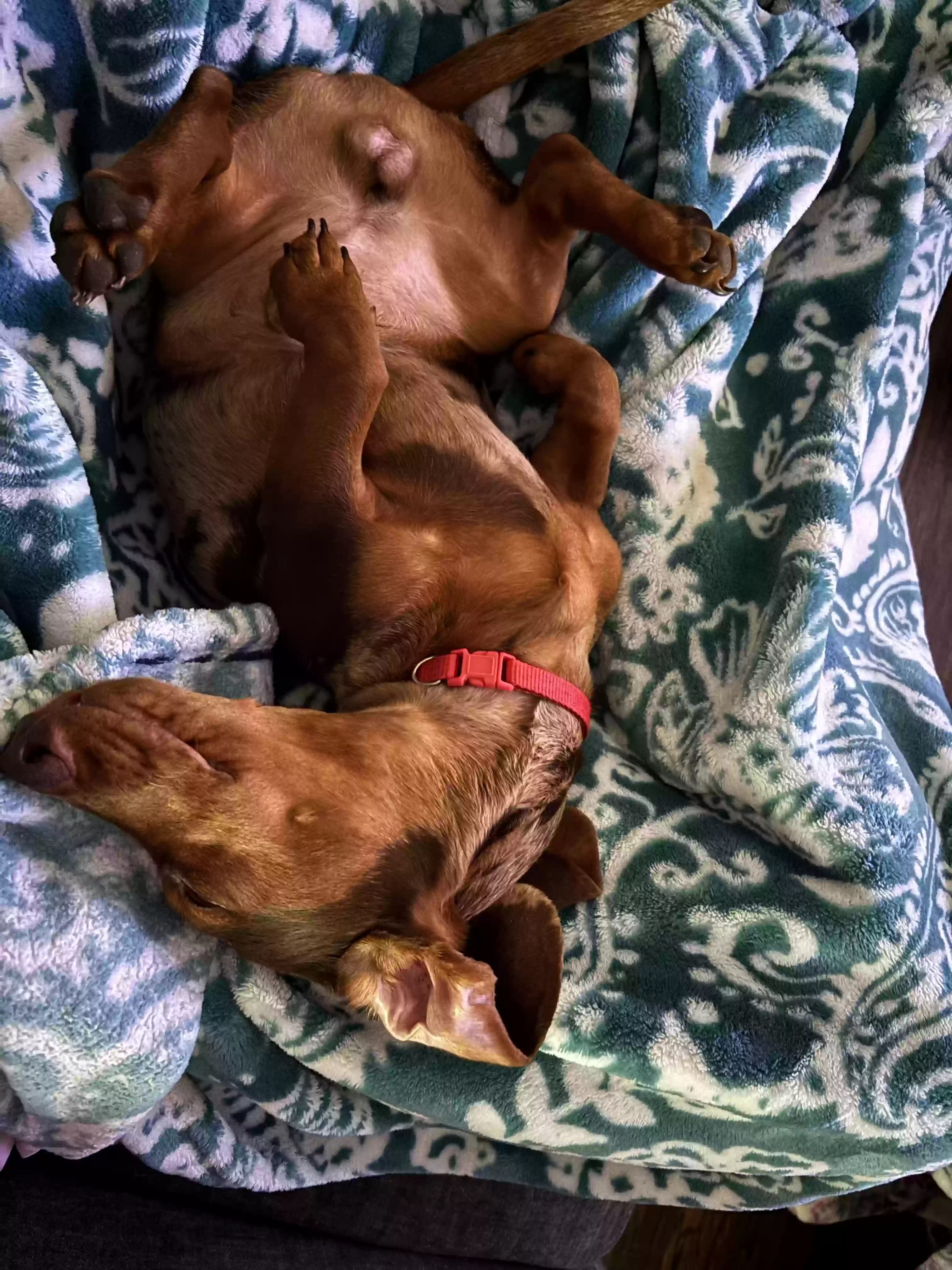 /lostandfound/images/lnfpets/original/187464_photo.webp