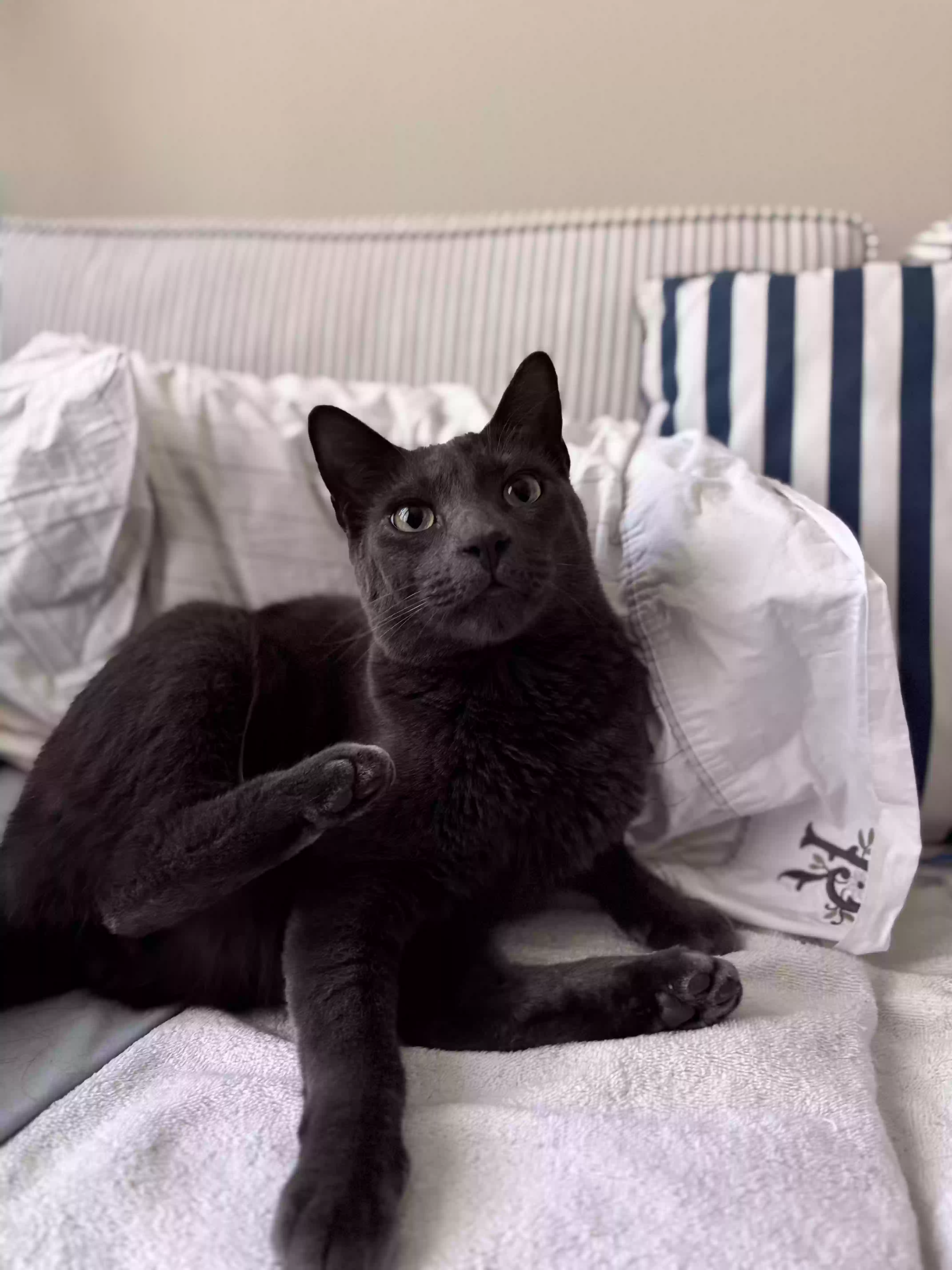/lostandfound/images/lnfpets/original/187468_photo.webp