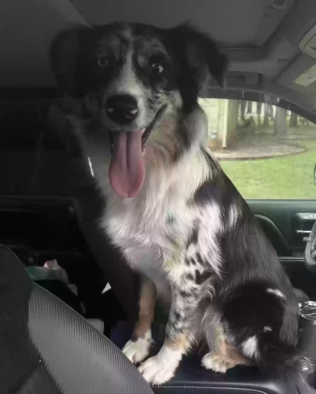 /lostandfound/images/lnfpets/original/187492_photo.webp