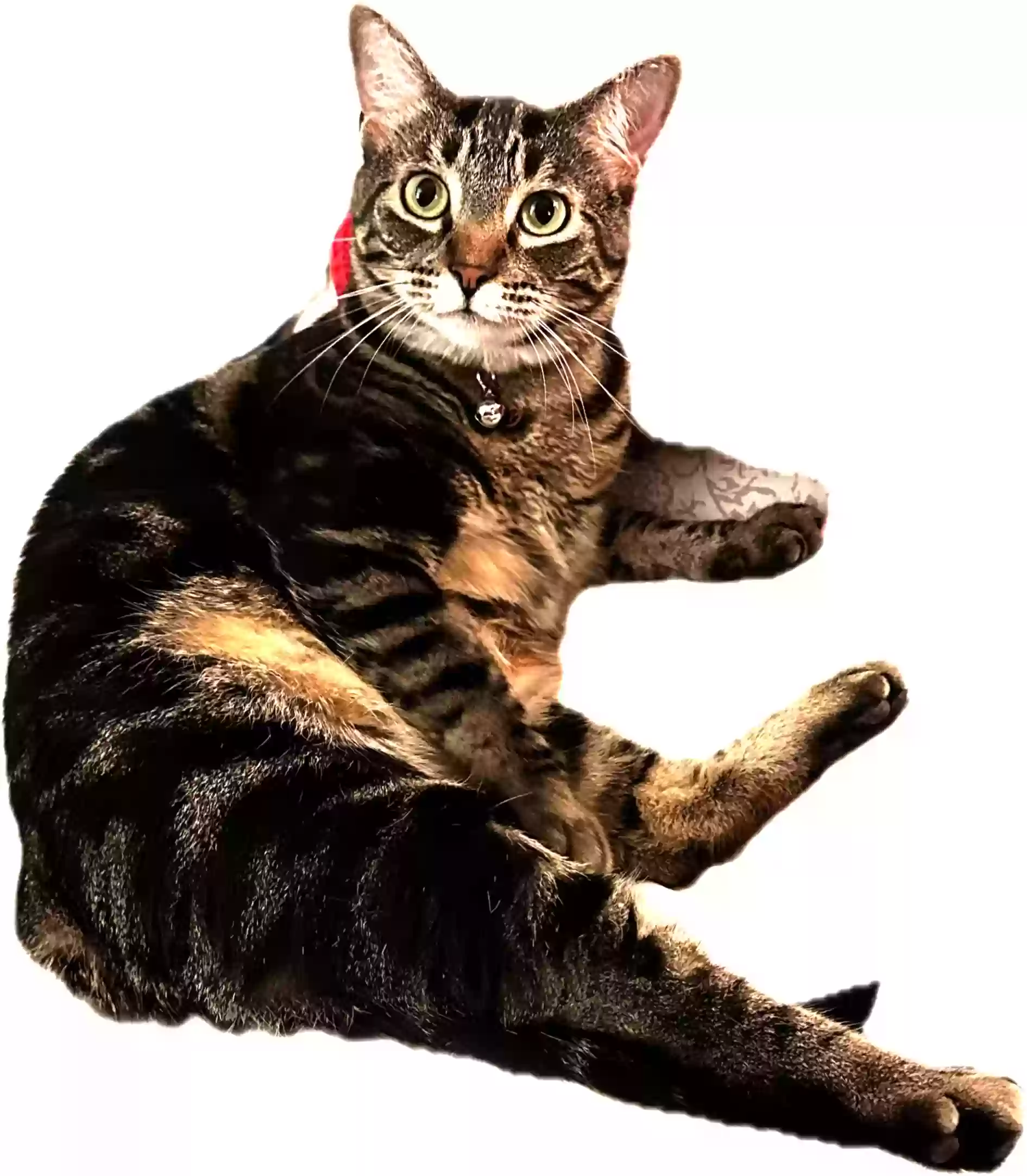 /lostandfound/images/lnfpets/original/187515_photo.webp