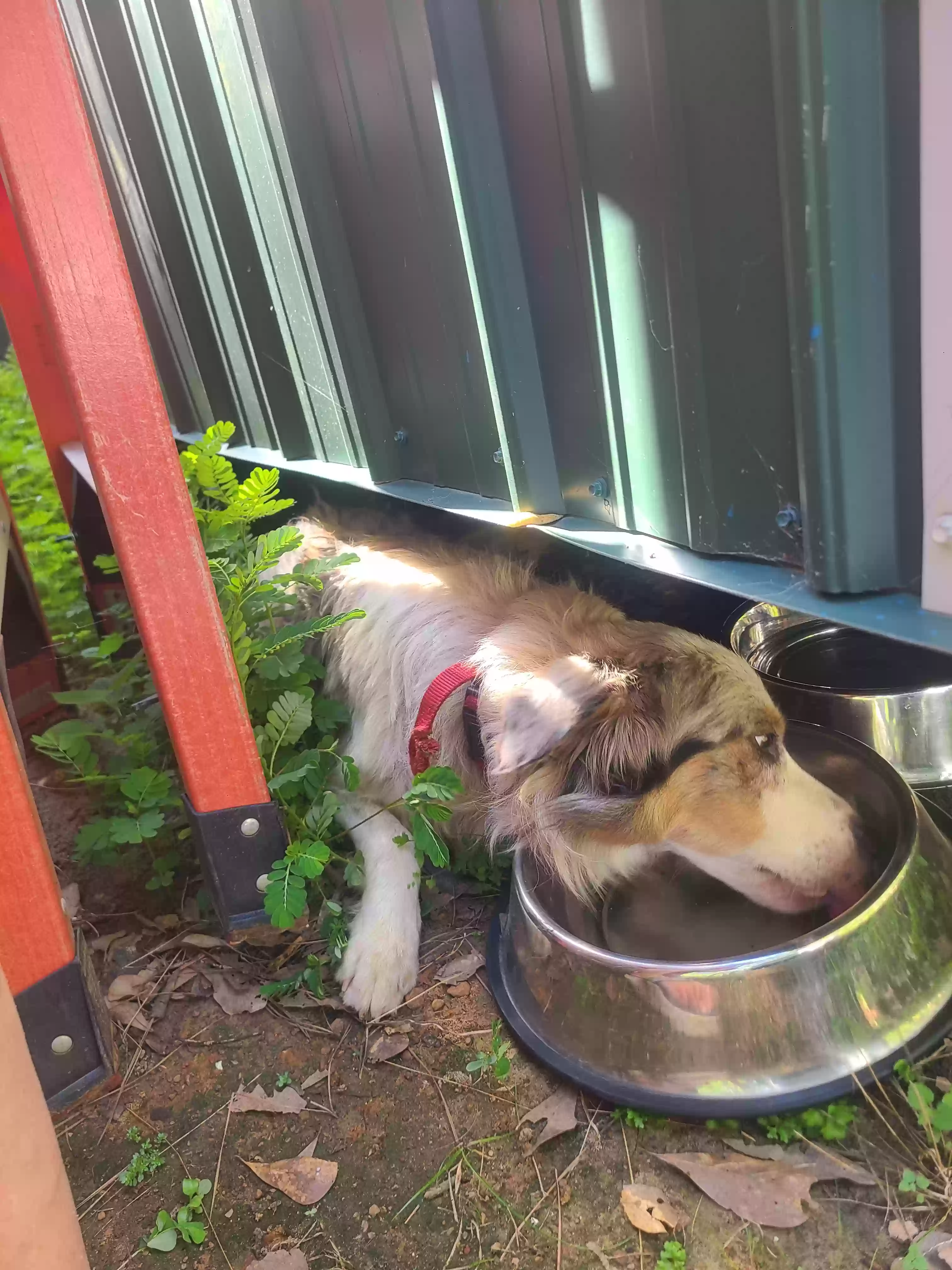 /lostandfound/images/lnfpets/original/187581_photo.webp