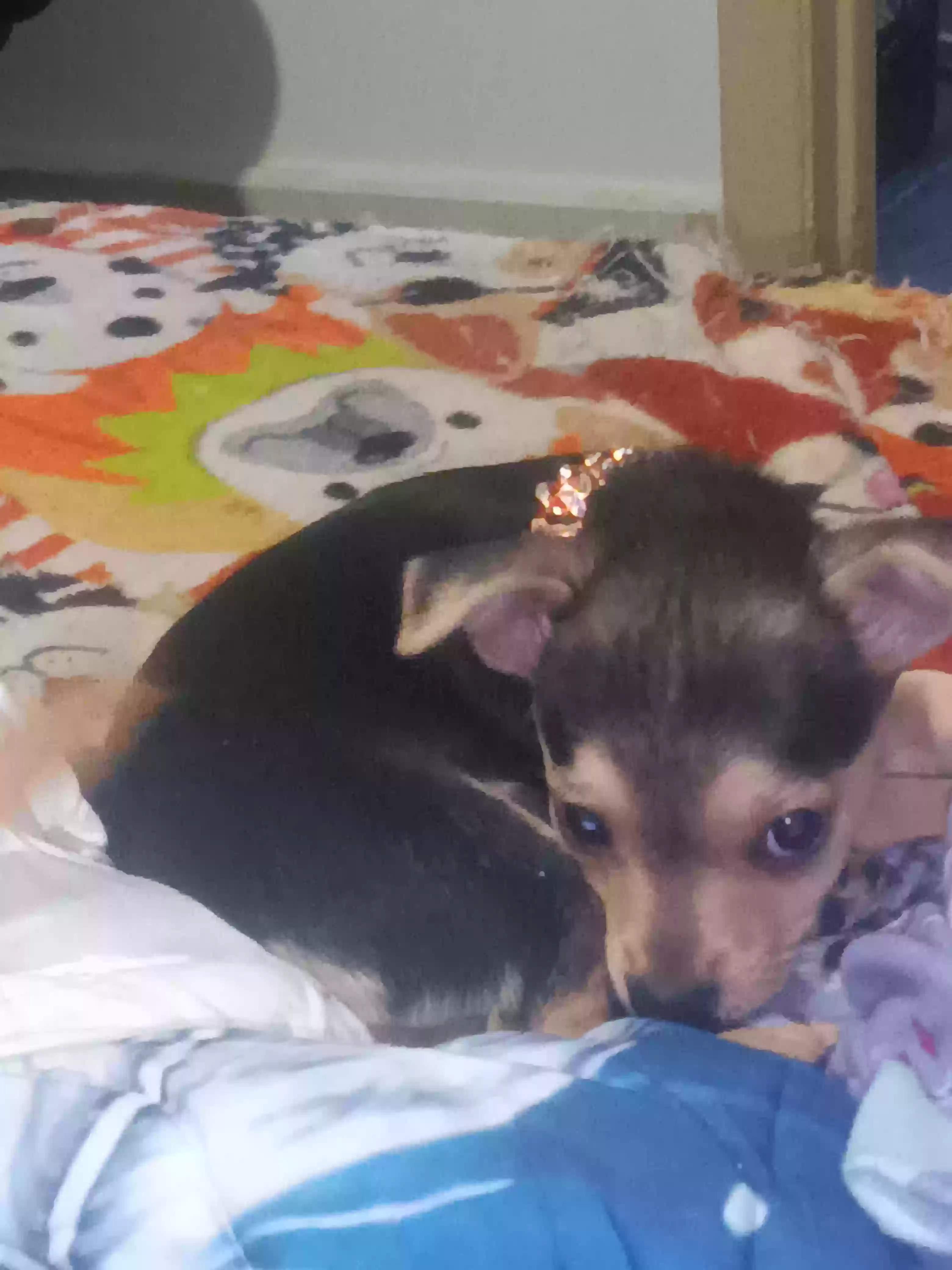 /lostandfound/images/lnfpets/original/187641_1420_image000000.webp