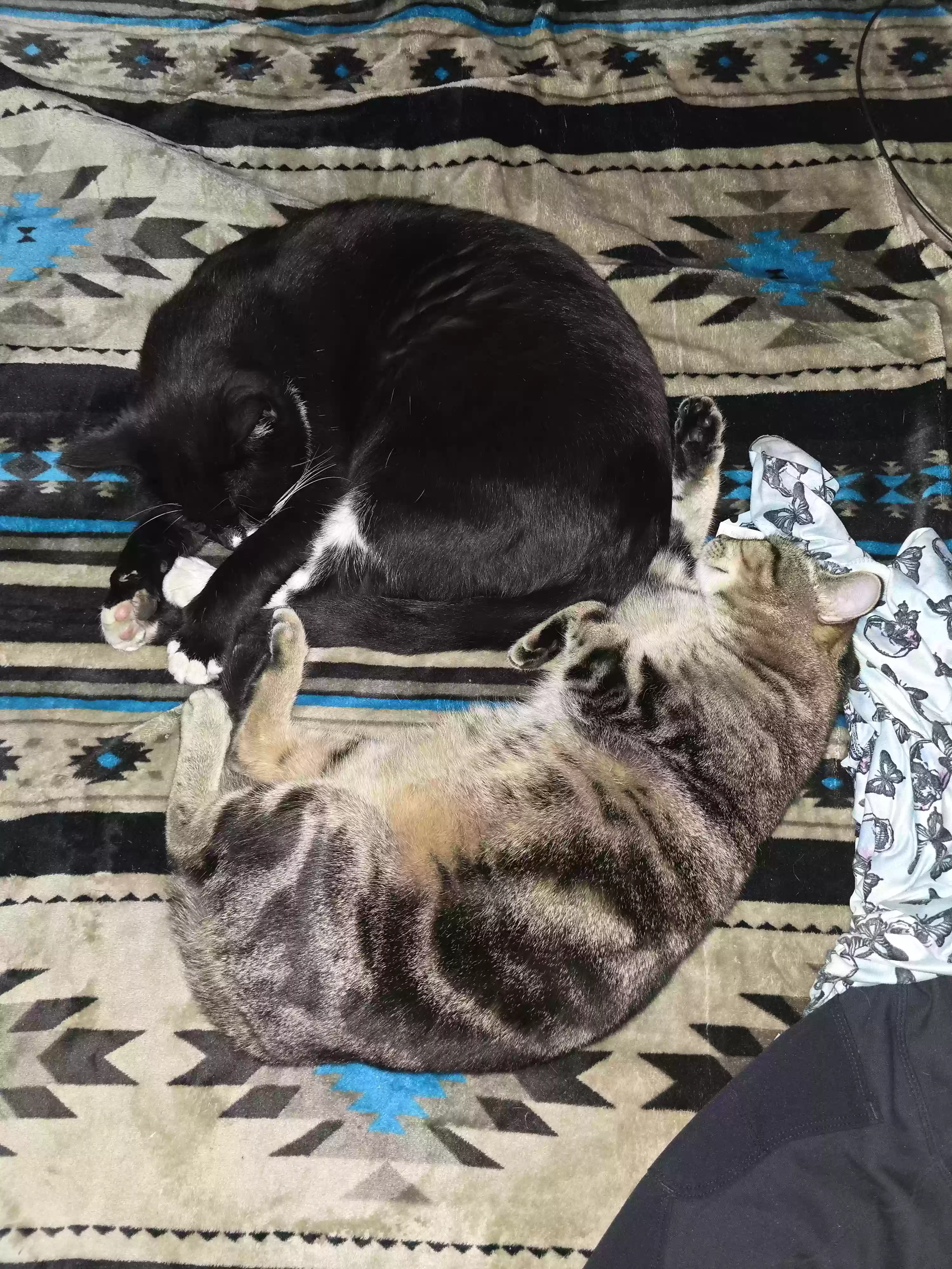 /lostandfound/images/lnfpets/original/187652_photo.webp