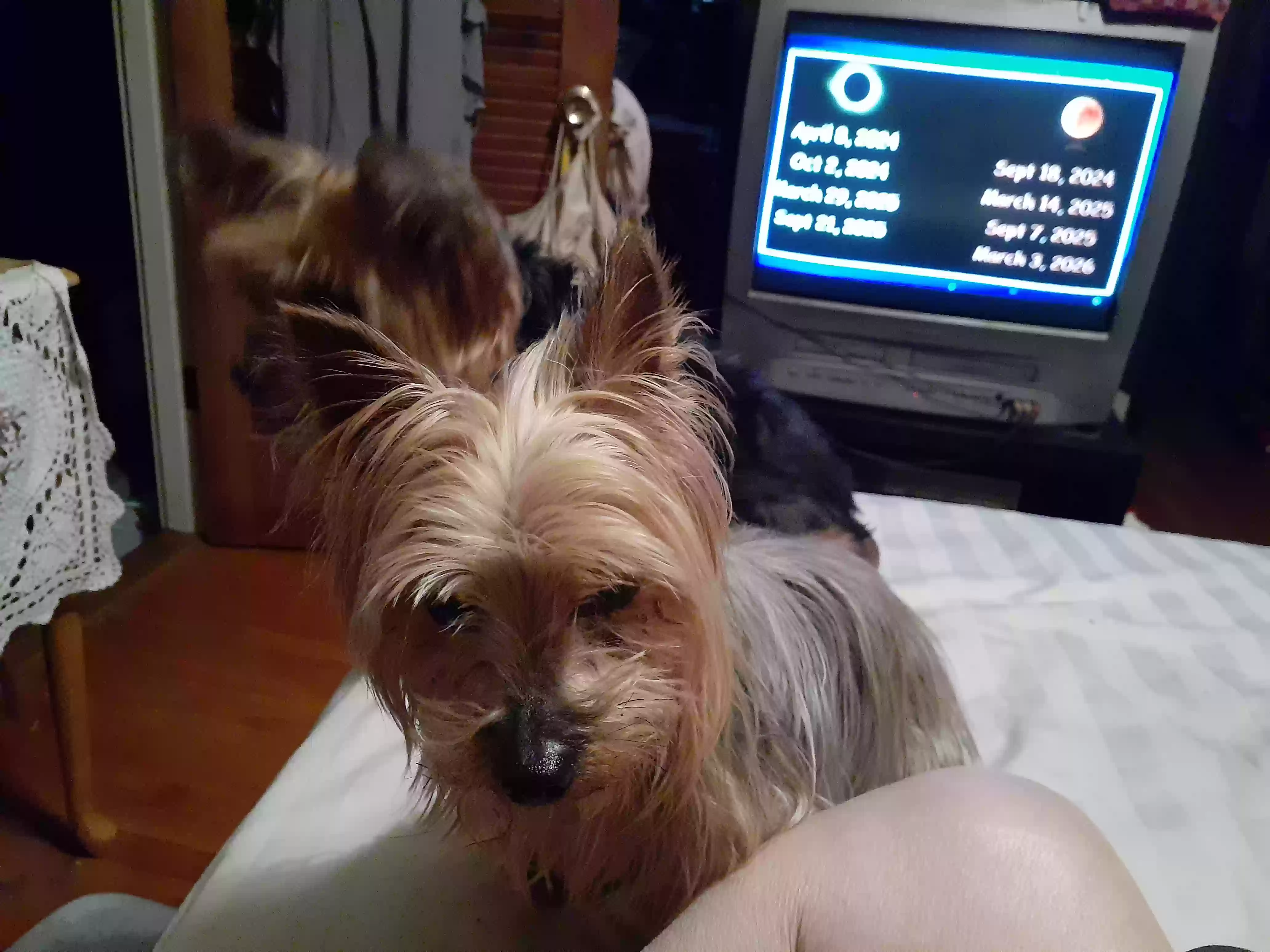 /lostandfound/images/lnfpets/original/187661_photo.webp