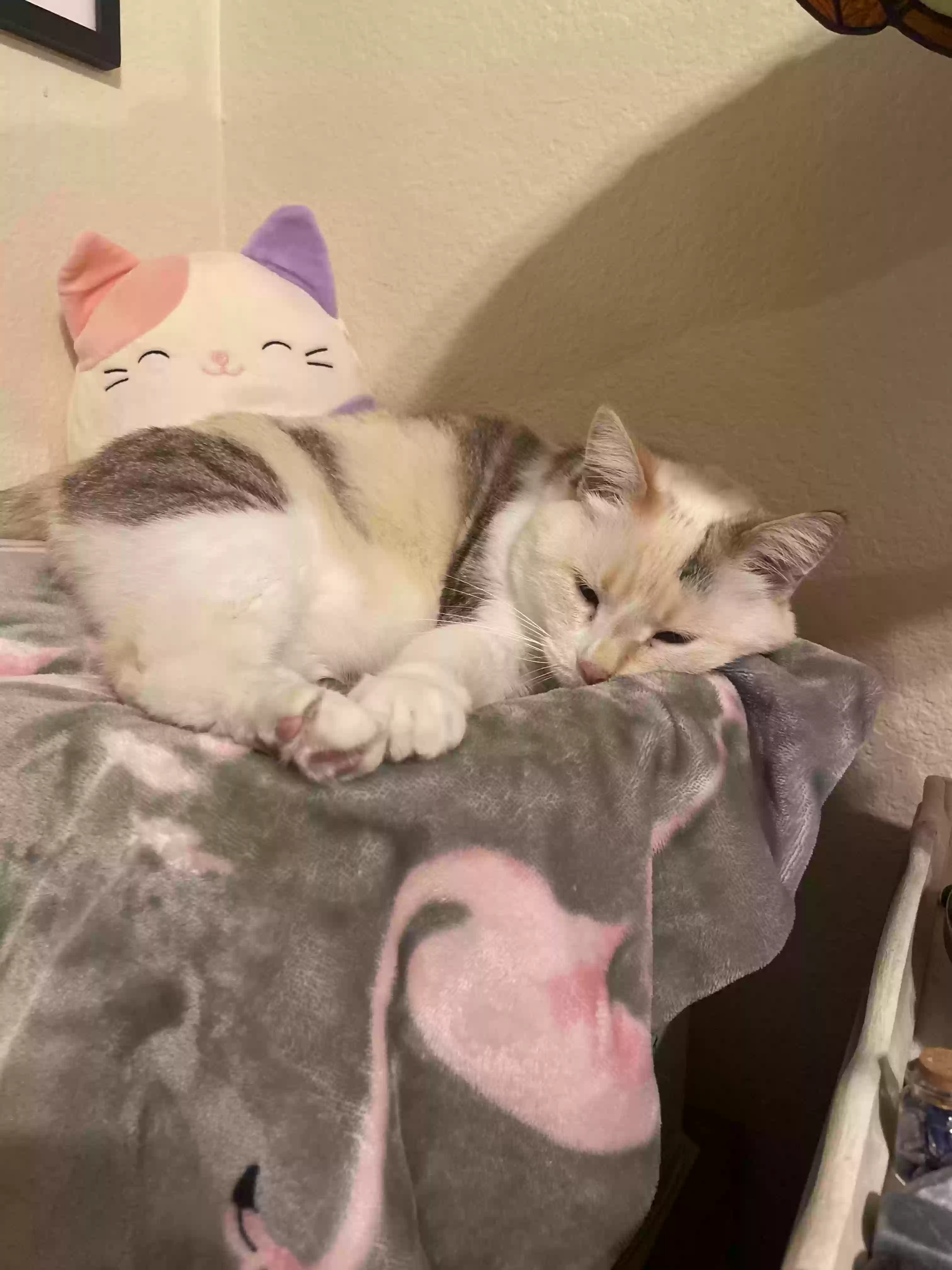 /lostandfound/images/lnfpets/original/187702_photo.webp