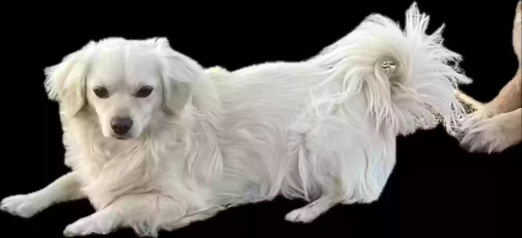 /lostandfound/images/lnfpets/original/187703_photo.webp
