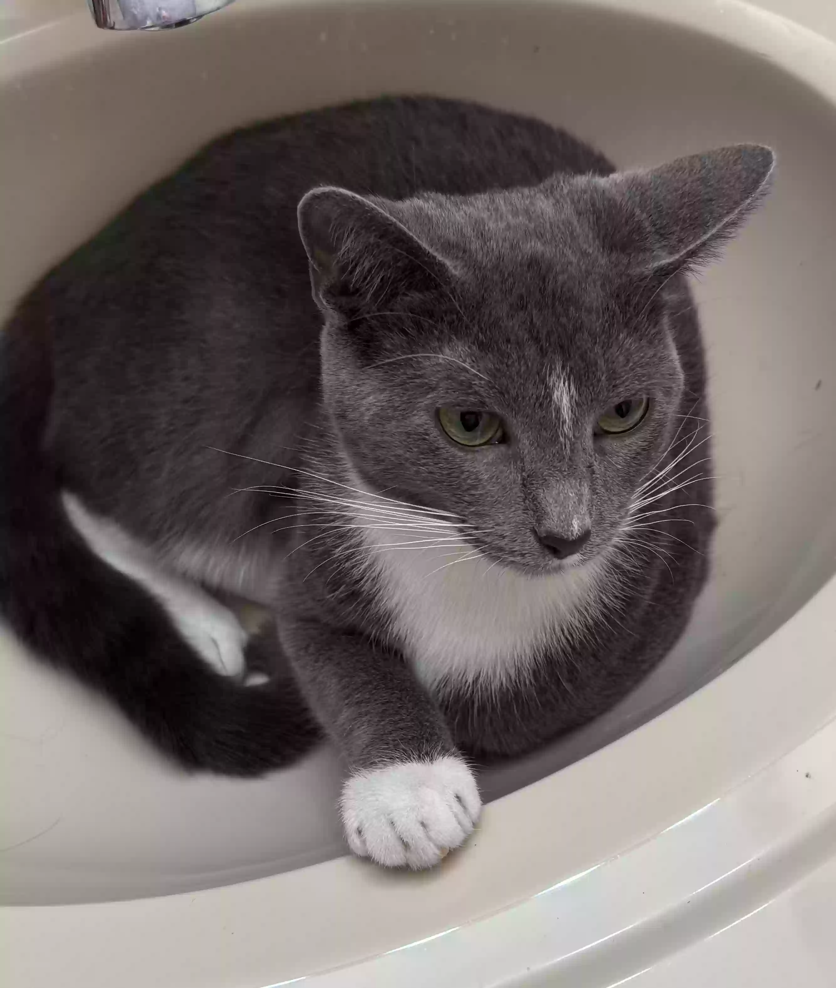 /lostandfound/images/lnfpets/original/187734_photo.webp