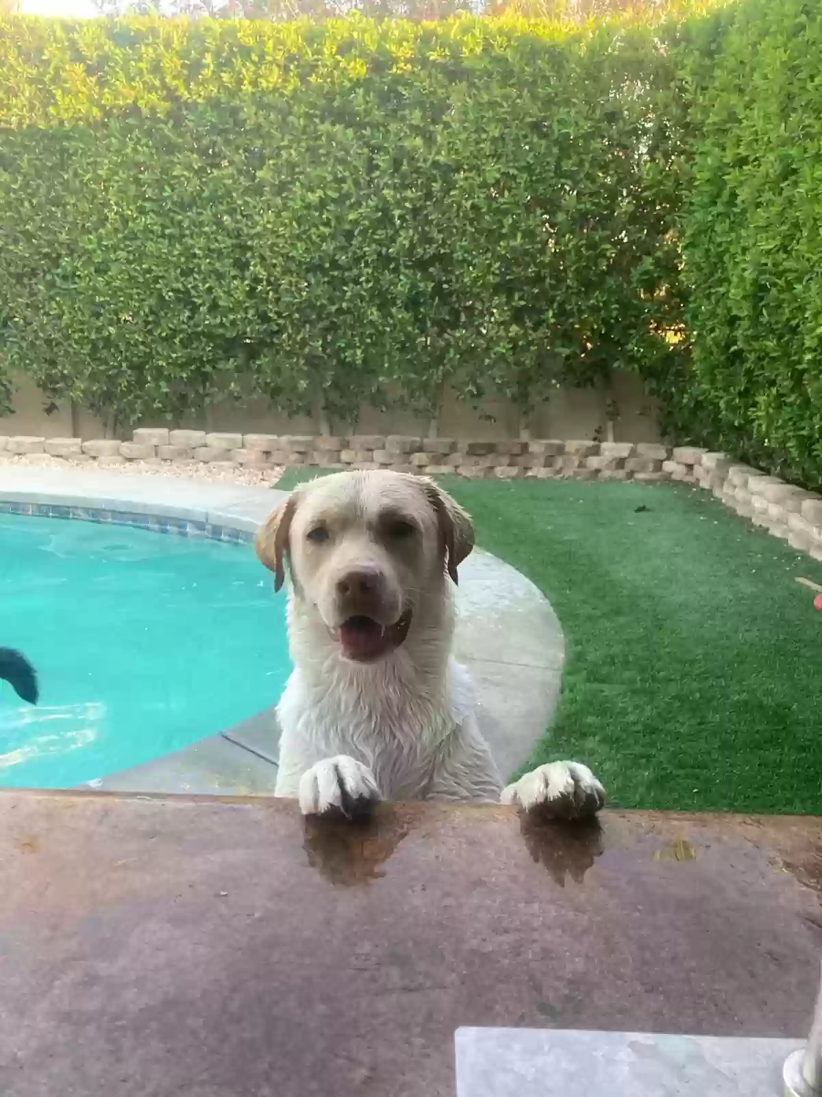 /lostandfound/images/lnfpets/original/187736_photo.webp