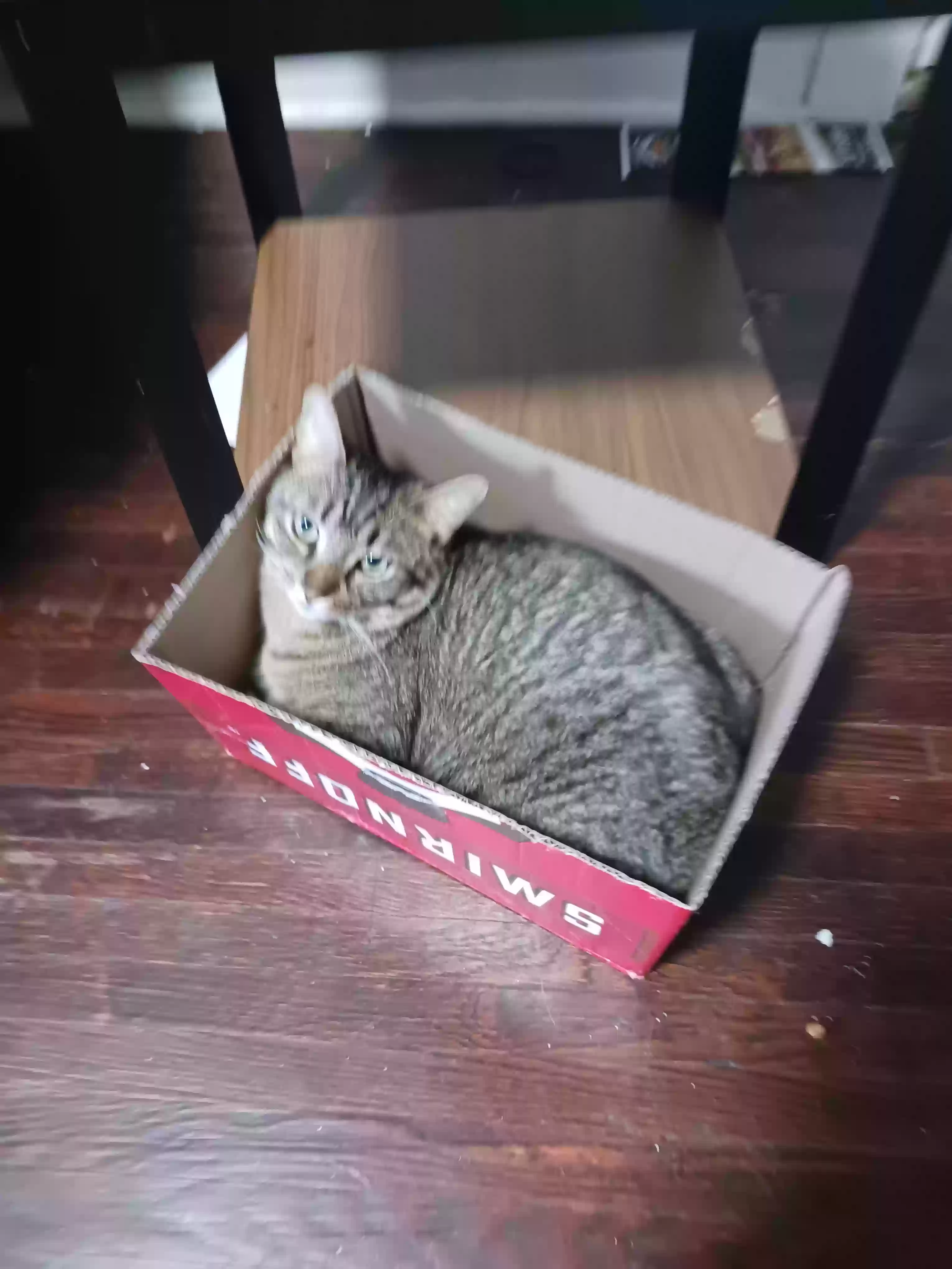 /lostandfound/images/lnfpets/original/187771_photo.webp