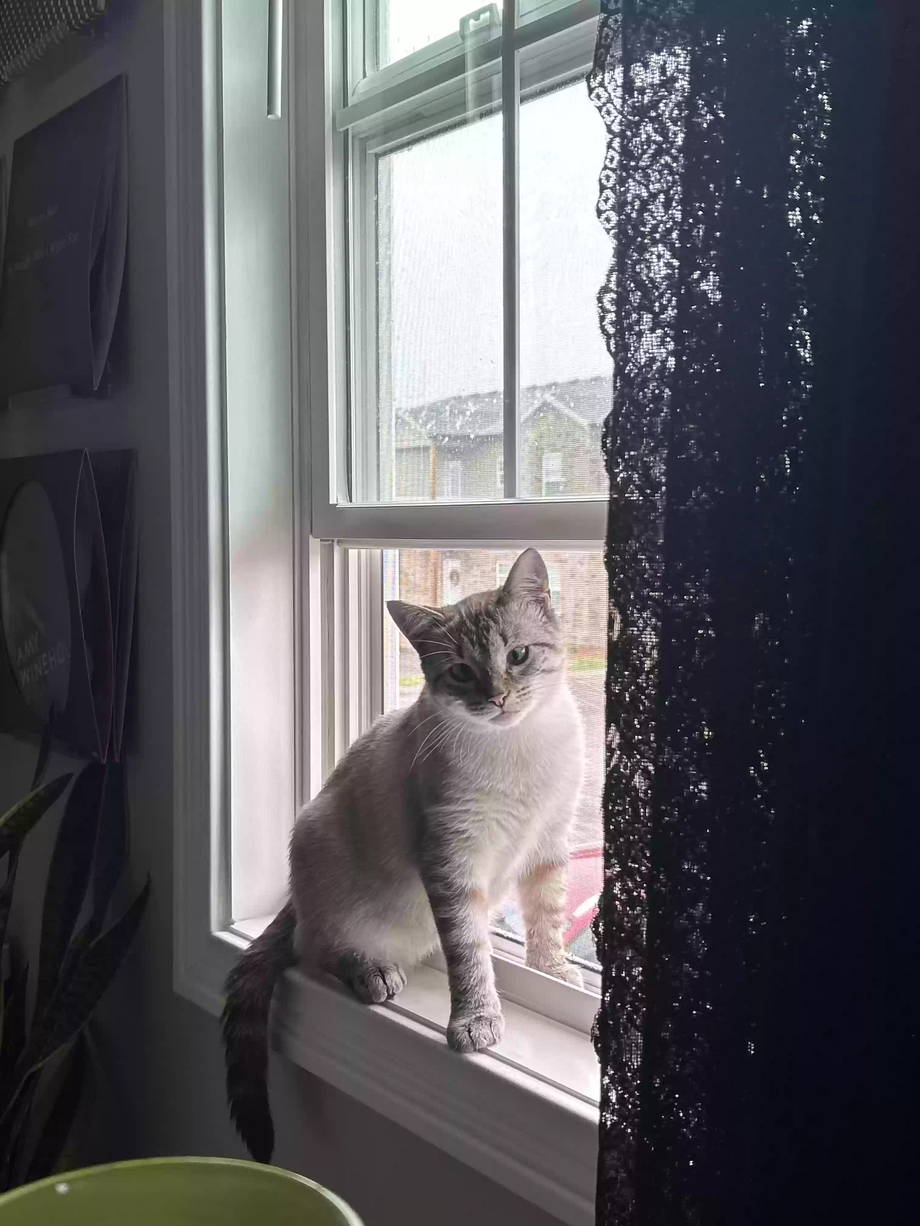 /lostandfound/images/lnfpets/original/187793_photo.webp