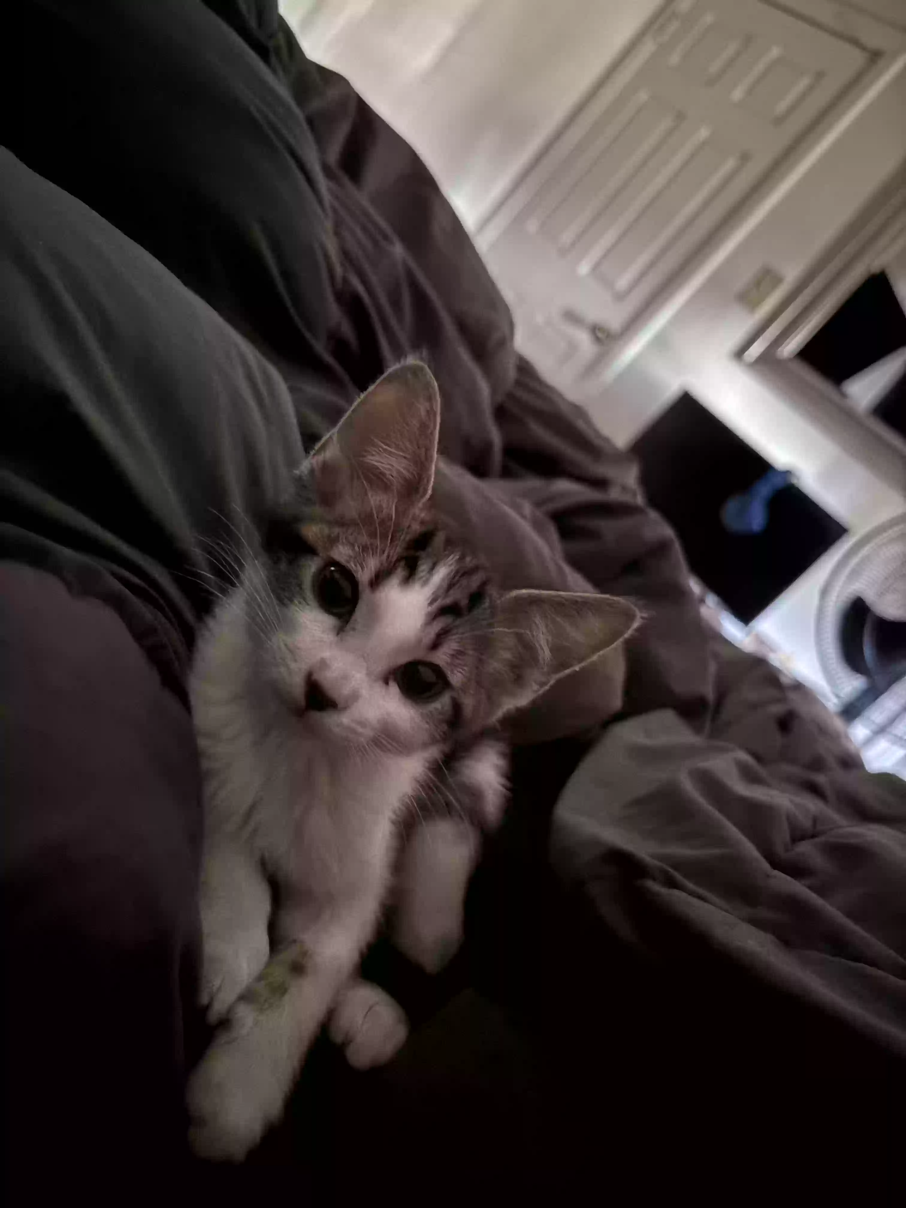 /lostandfound/images/lnfpets/original/188026_photo.webp