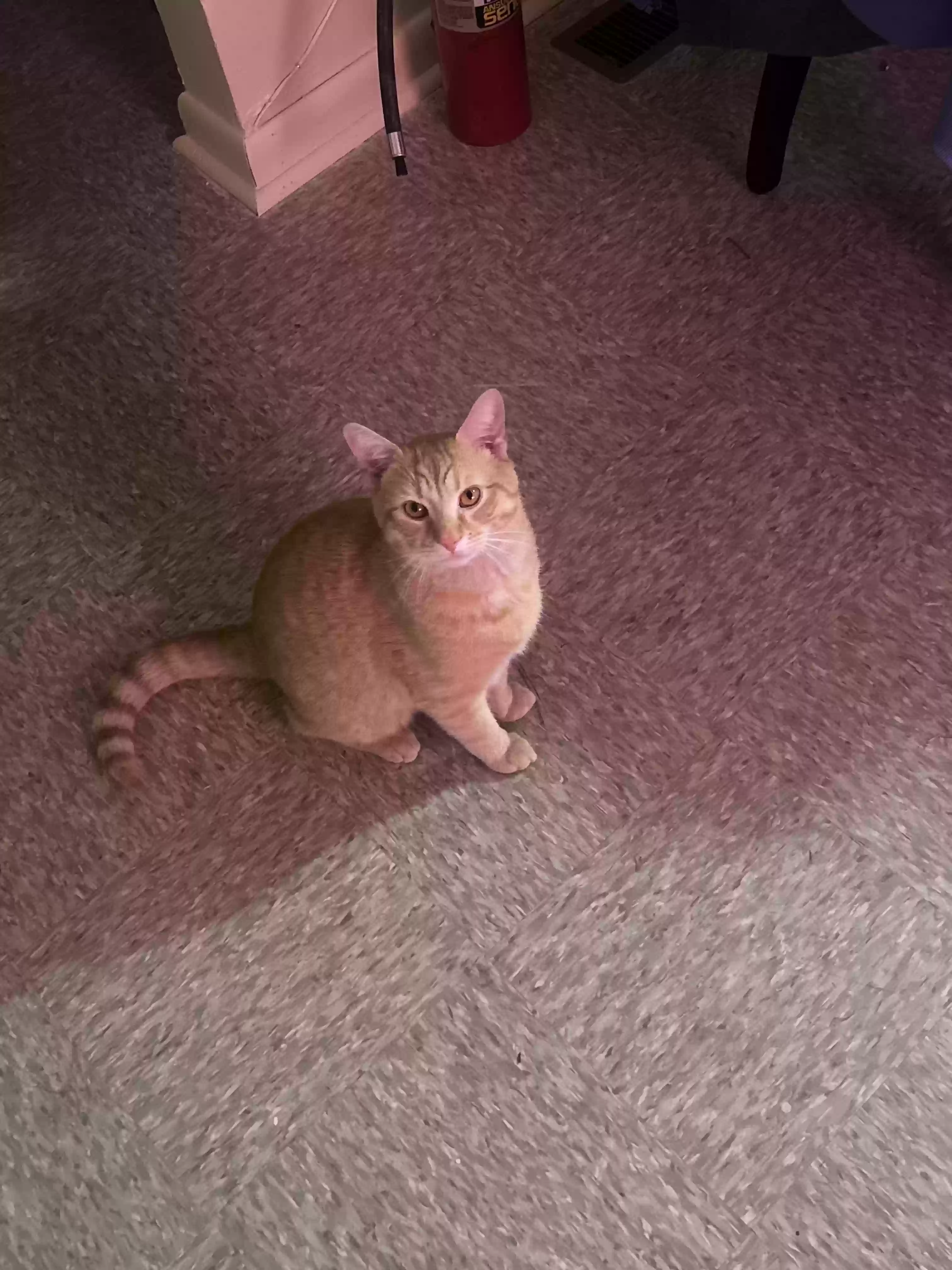 /lostandfound/images/lnfpets/original/188032_photo.webp