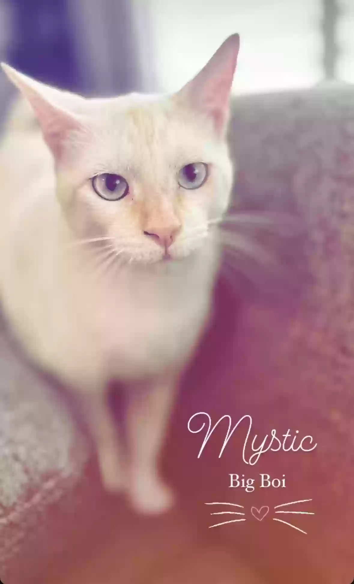 /lostandfound/images/lnfpets/original/188050_photo.webp