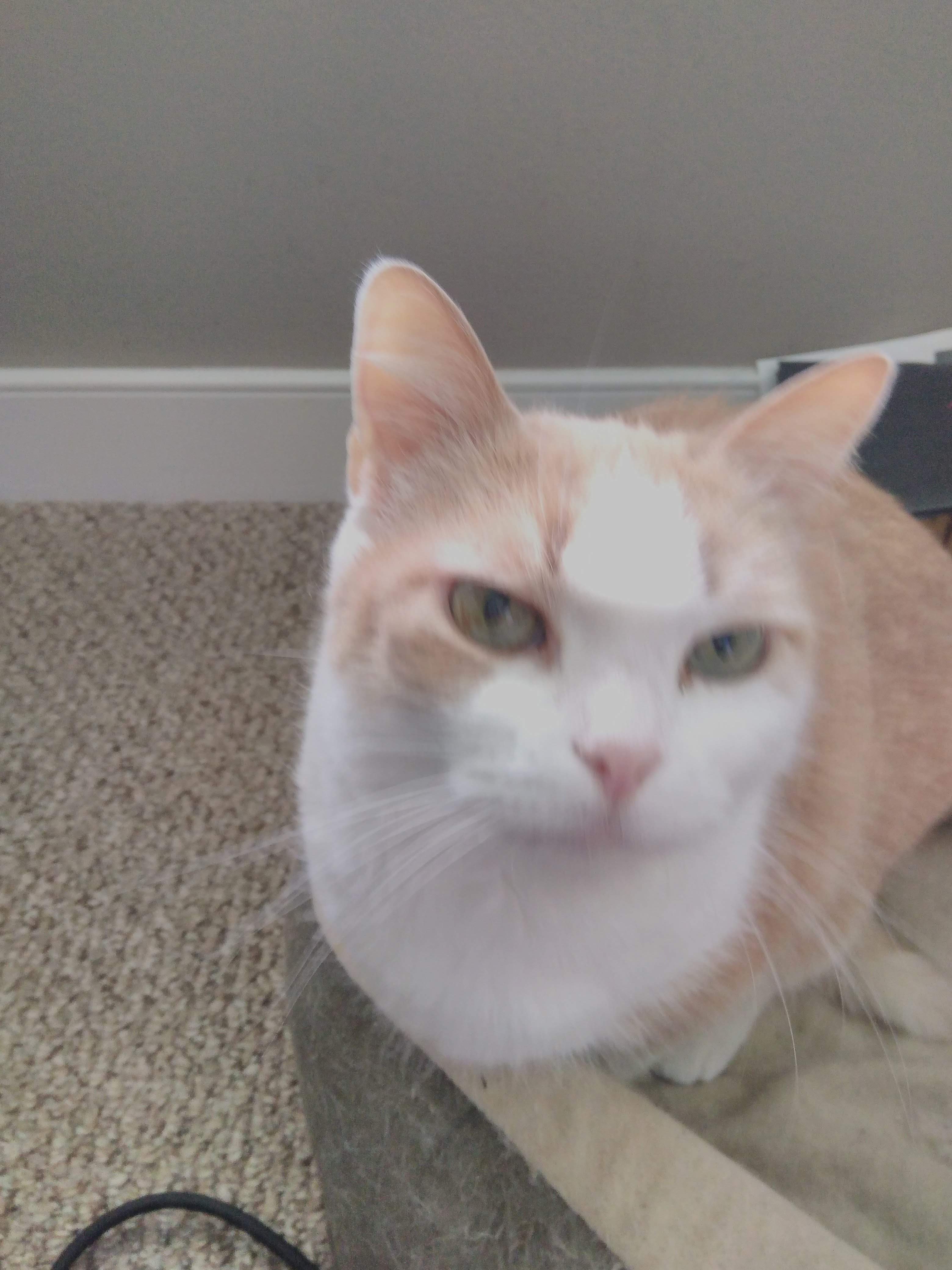 /lostandfound/images/lnfpets/original/18853_thumb_one.jpg