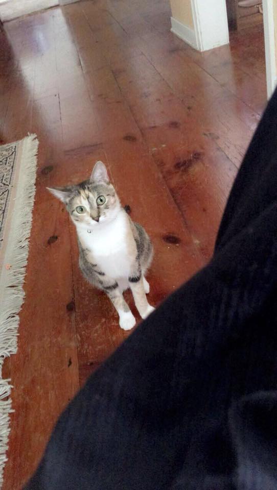 /lostandfound/images/lnfpets/original/18868_thumb_one.jpg