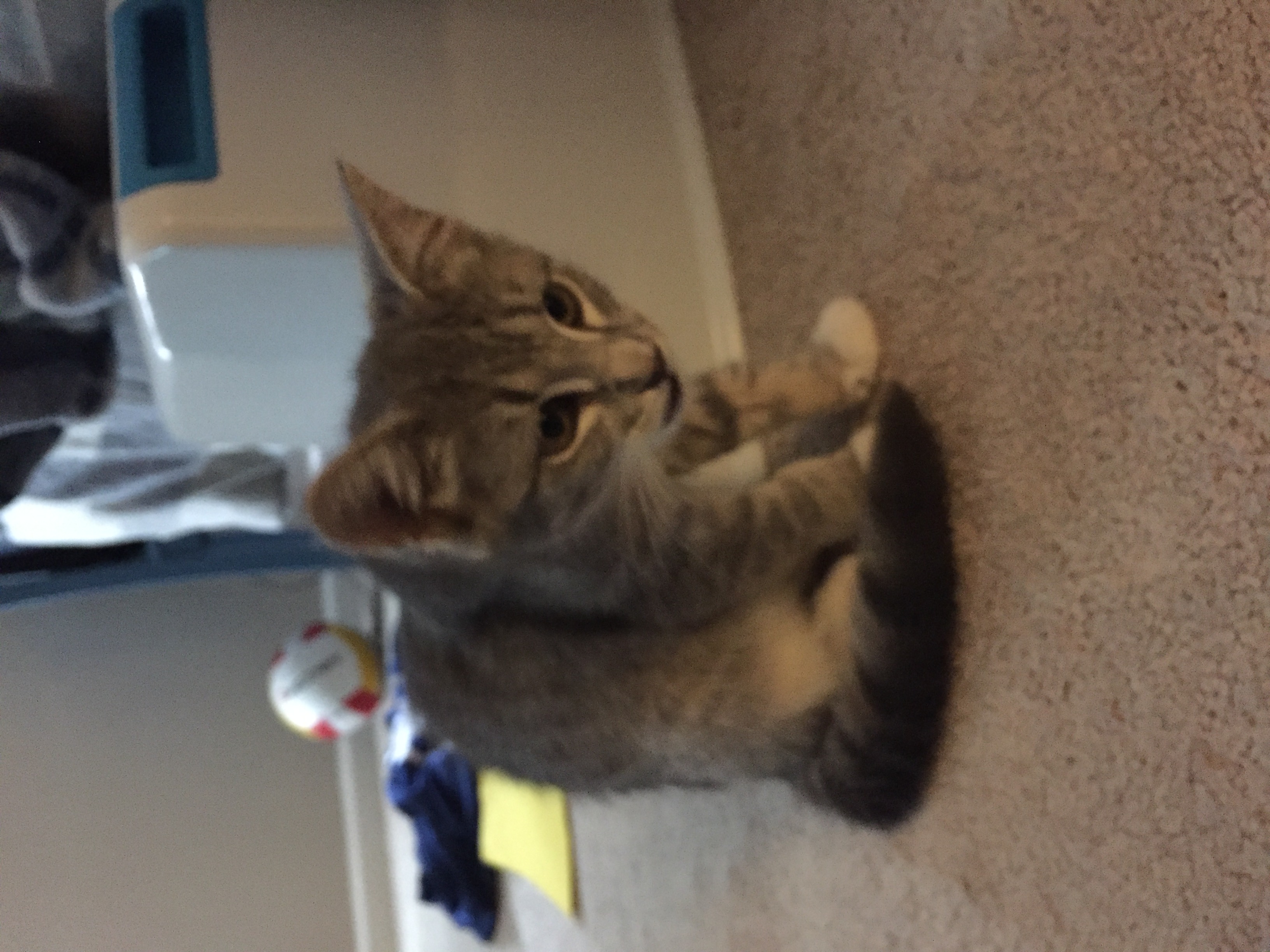 /lostandfound/images/lnfpets/original/19065_thumb_one.jpeg