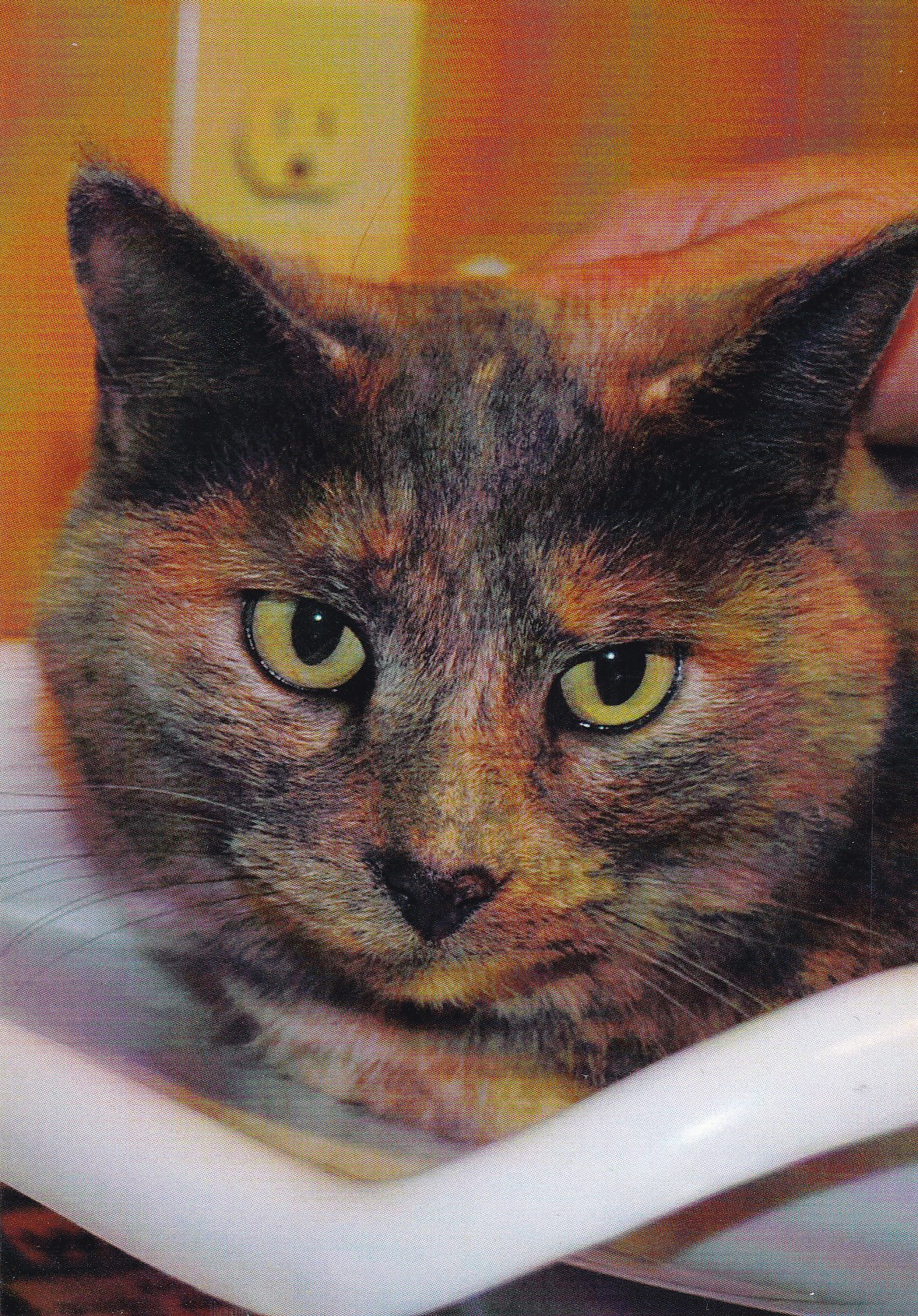 /lostandfound/images/lnfpets/original/19075_thumb_one.png