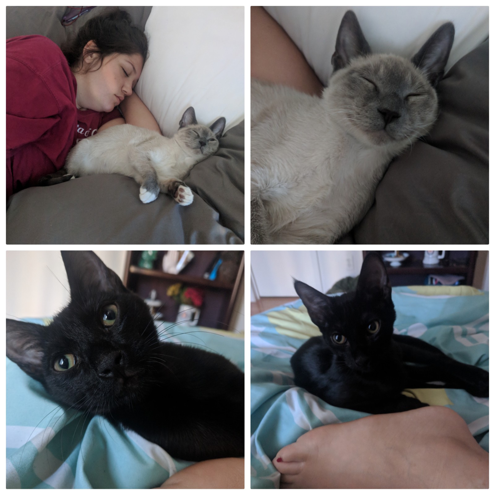 /lostandfound/images/lnfpets/original/19081_thumb_one.jpg