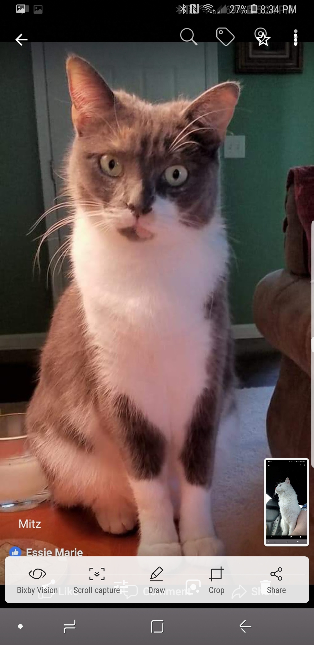 /lostandfound/images/lnfpets/original/19086_thumb_one.jpg