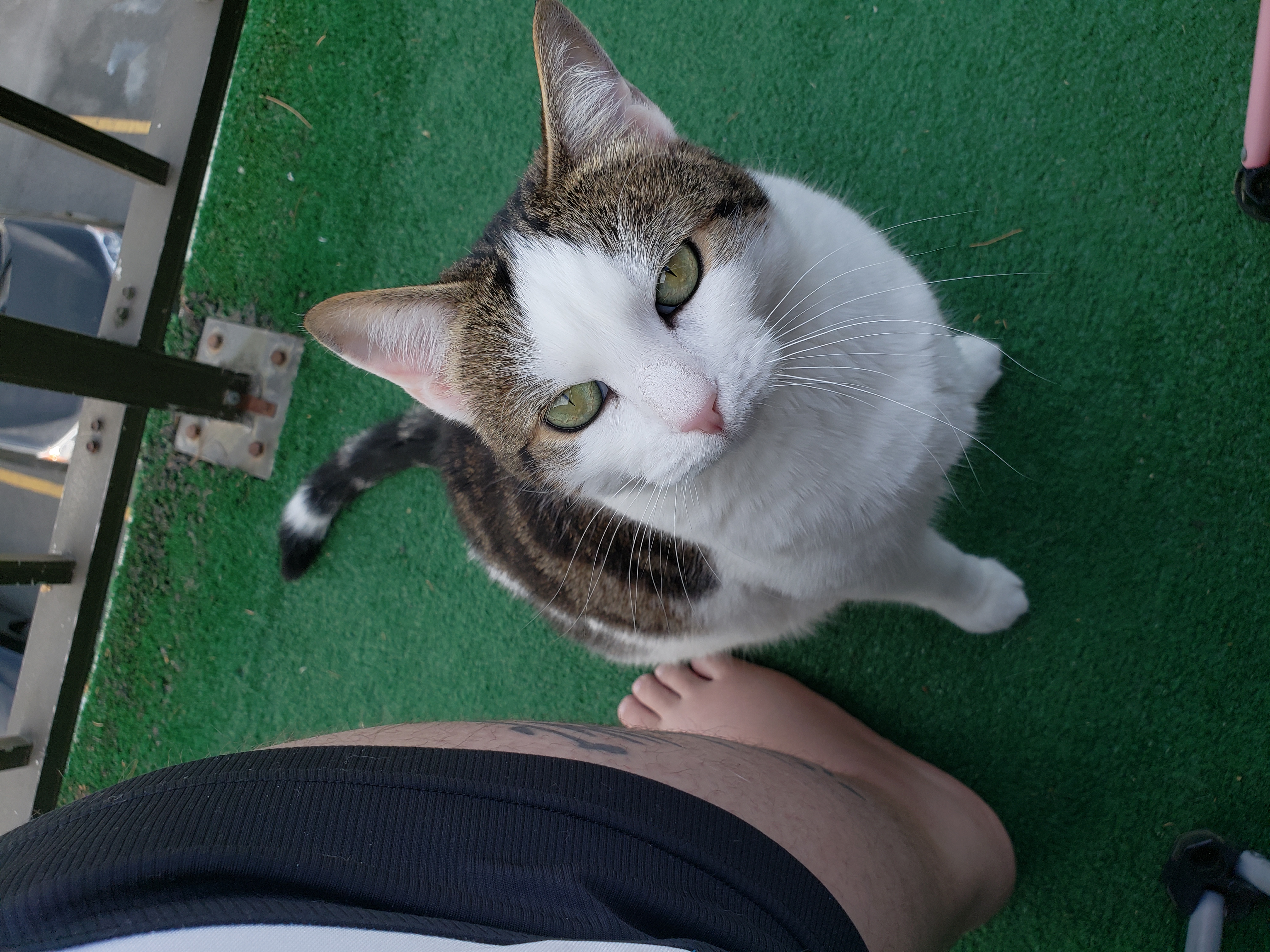 /lostandfound/images/lnfpets/original/19125_thumb_one.jpg