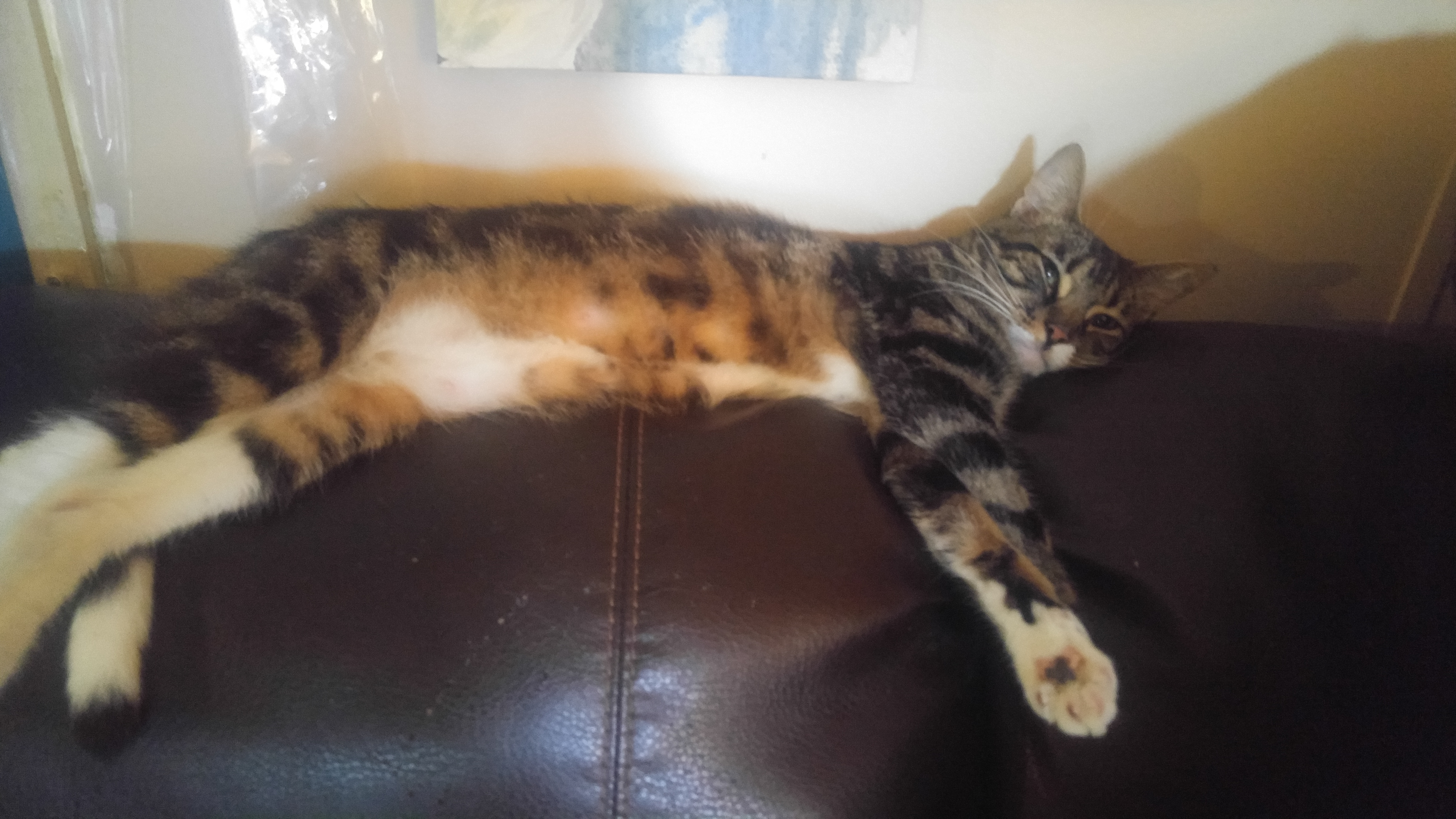 /lostandfound/images/lnfpets/original/19150_thumb_one.jpg