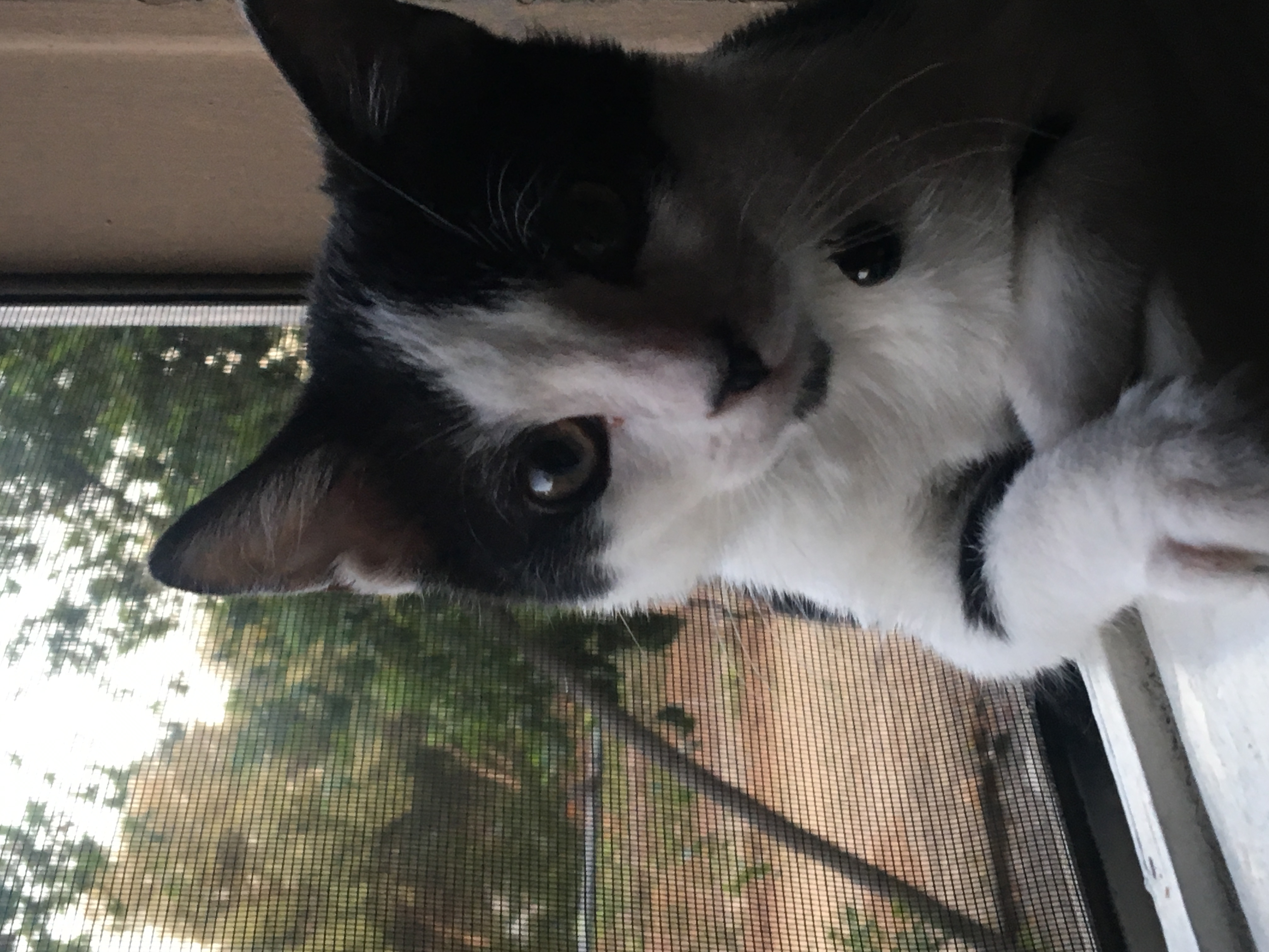 /lostandfound/images/lnfpets/original/19198_thumb_one.jpeg