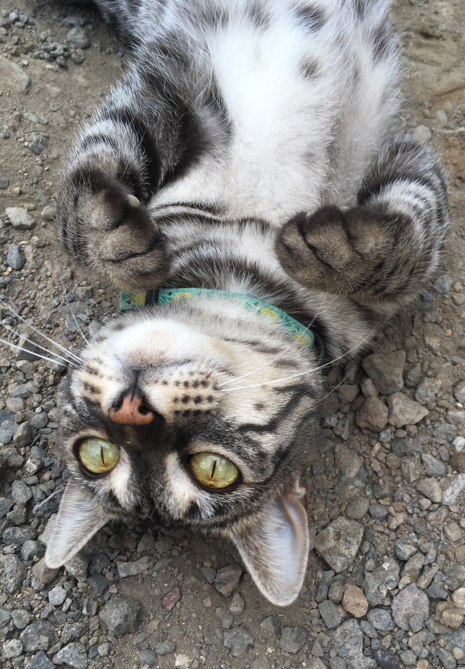 /lostandfound/images/lnfpets/original/19233_thumb_one.jpeg