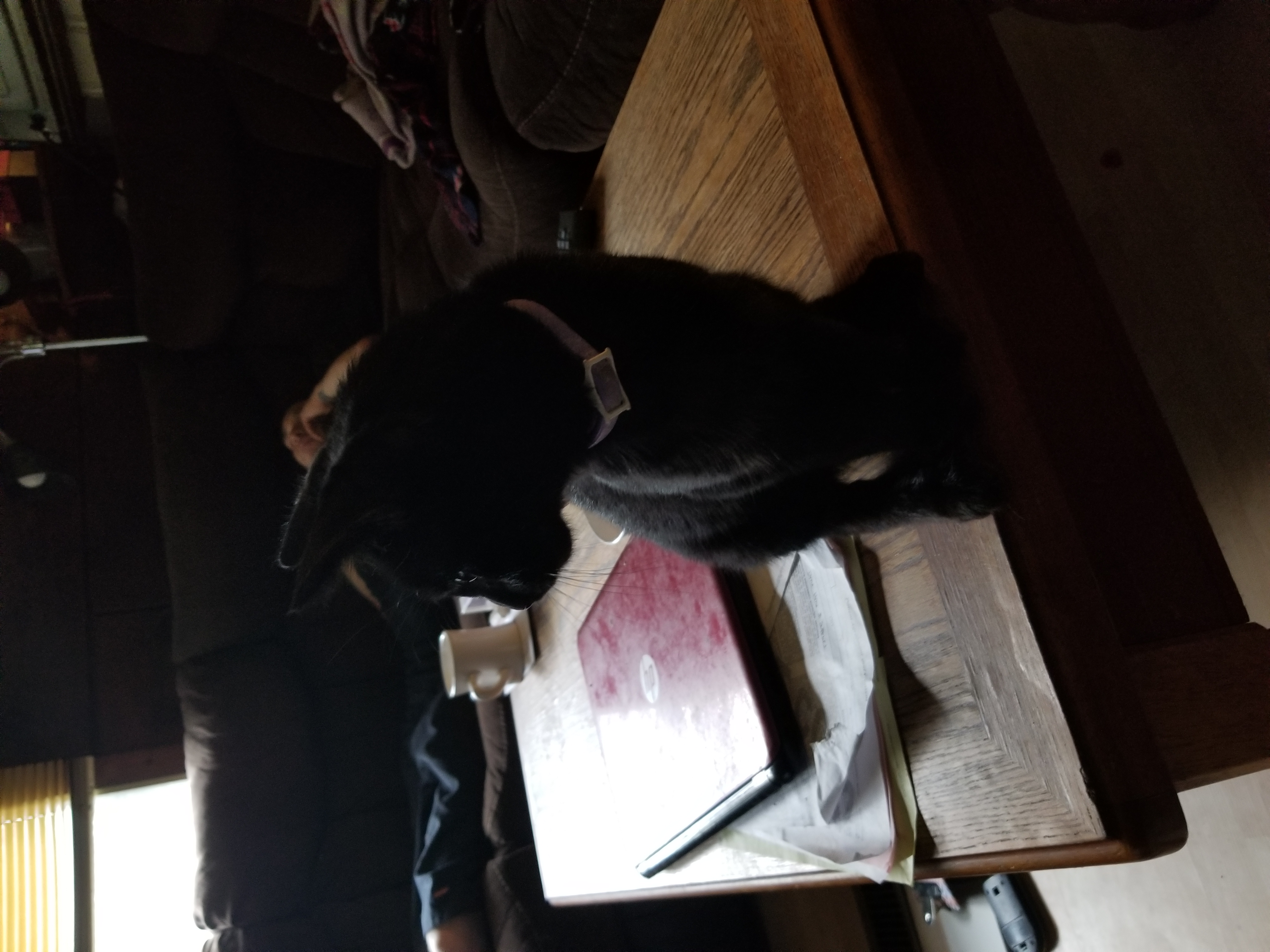 /lostandfound/images/lnfpets/original/19277_thumb_one.jpg