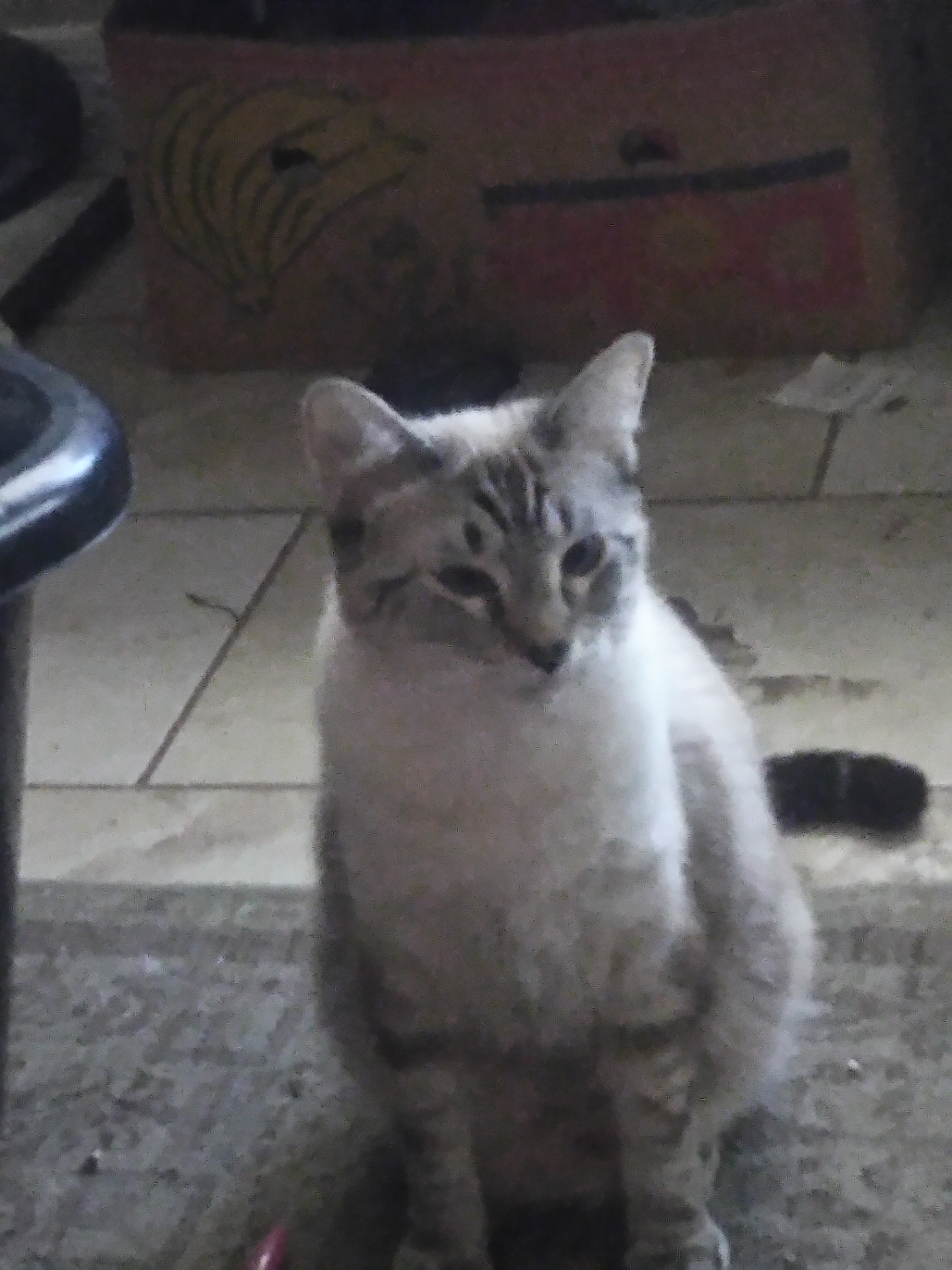 /lostandfound/images/lnfpets/original/19301_thumb_one.jpg