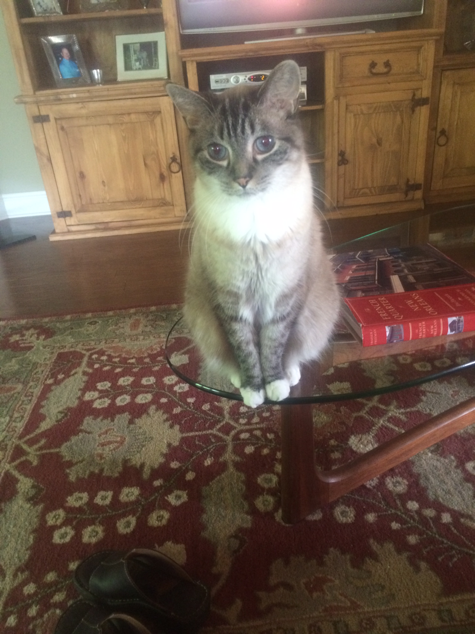 /lostandfound/images/lnfpets/original/19350_21712_514D4E9F-0BA4-4D18-9A8C-F44D9608BBC5.jpeg