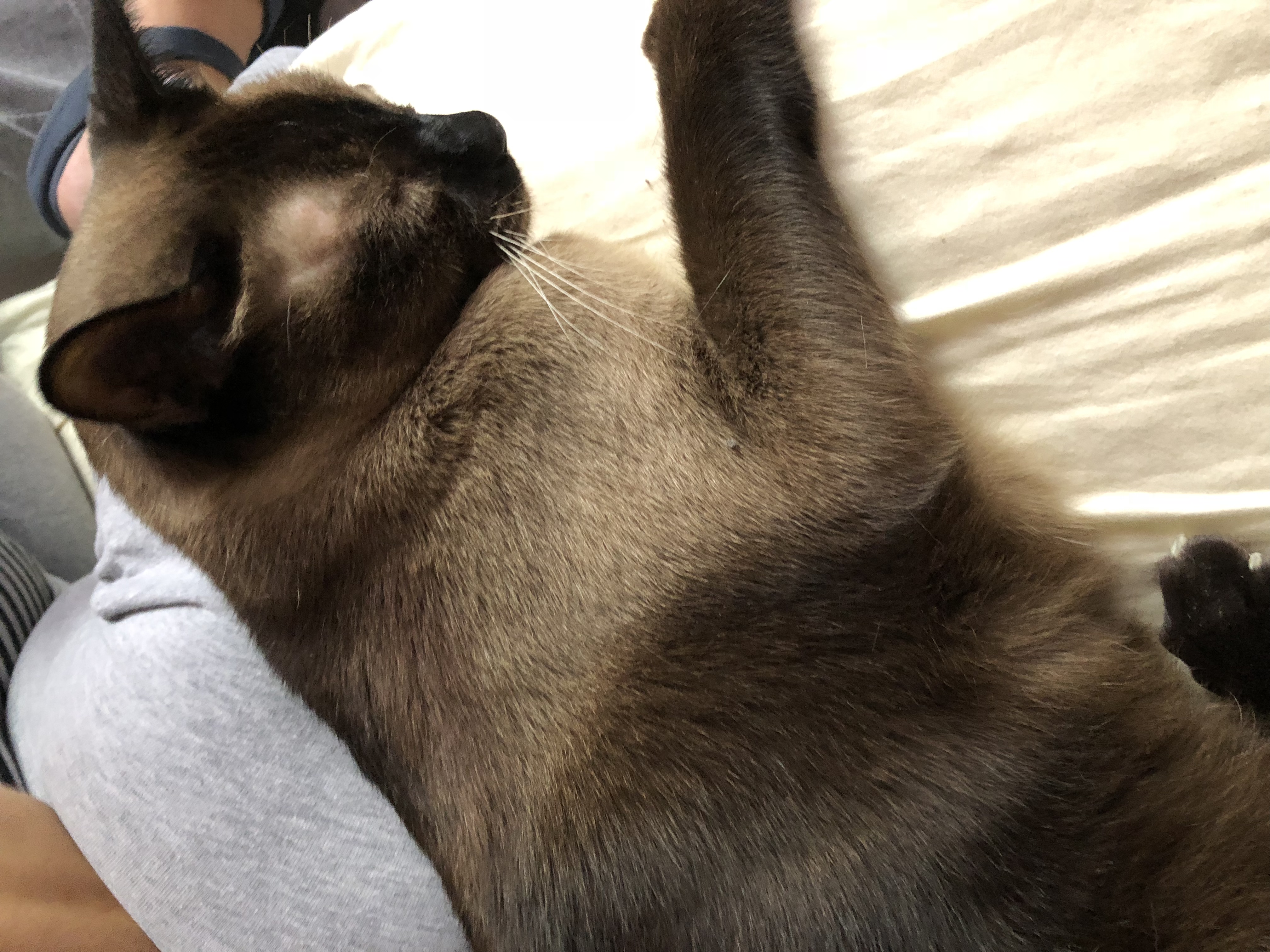 /lostandfound/images/lnfpets/original/19413_thumb_one.jpeg