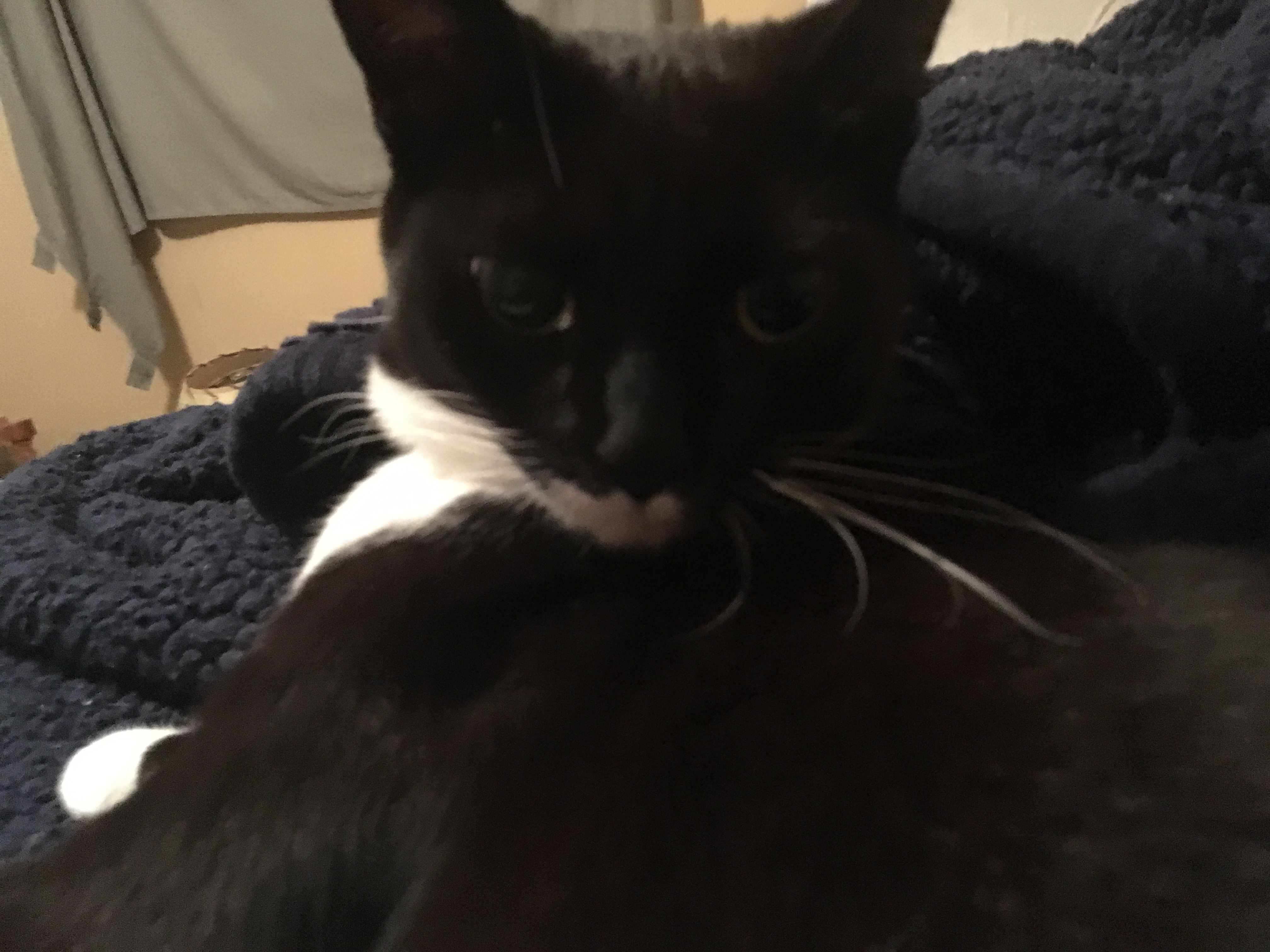 /lostandfound/images/lnfpets/original/19496_thumb_one.jpeg