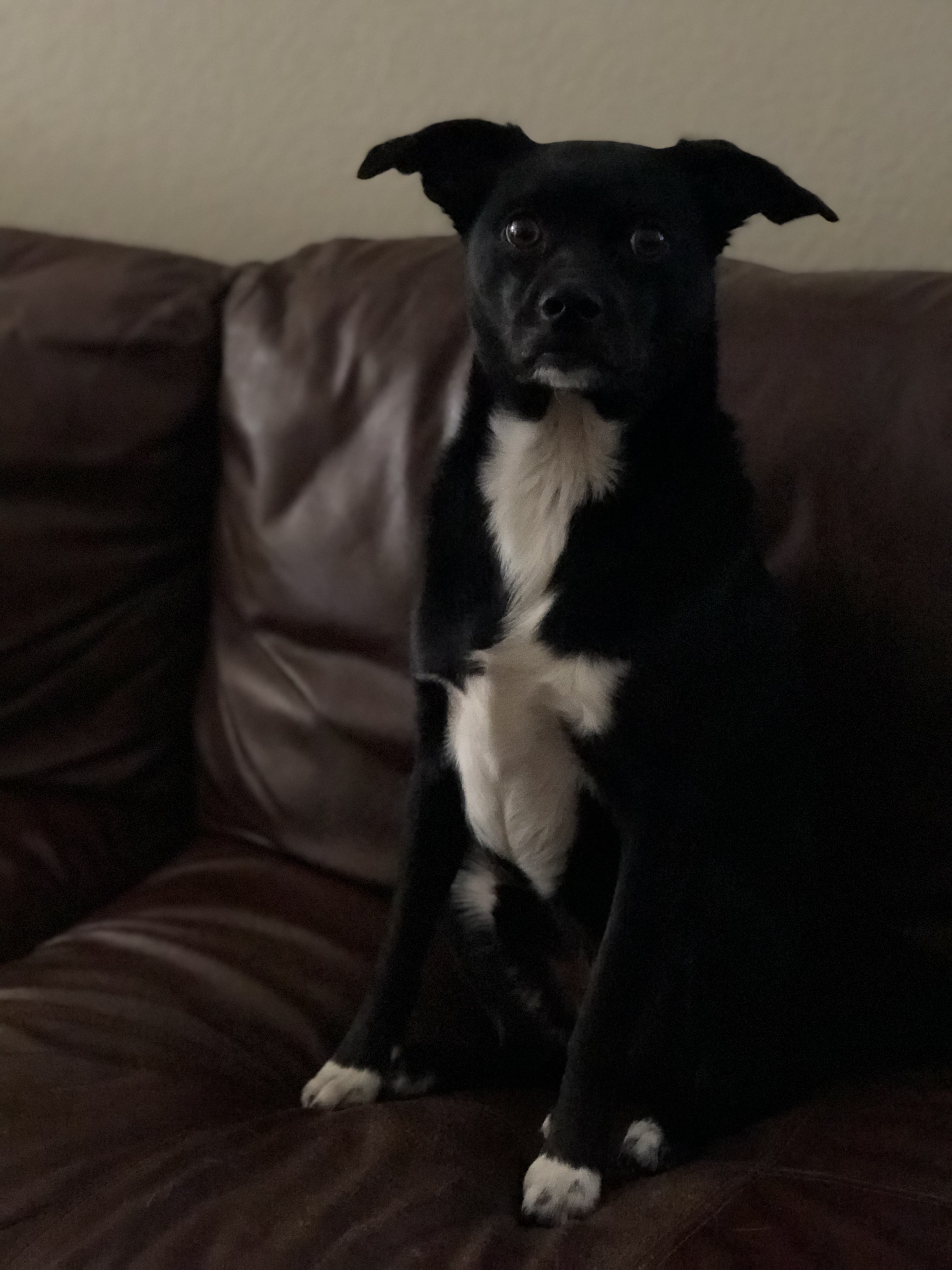 /lostandfound/images/lnfpets/original/19555_thumb_one.jpeg