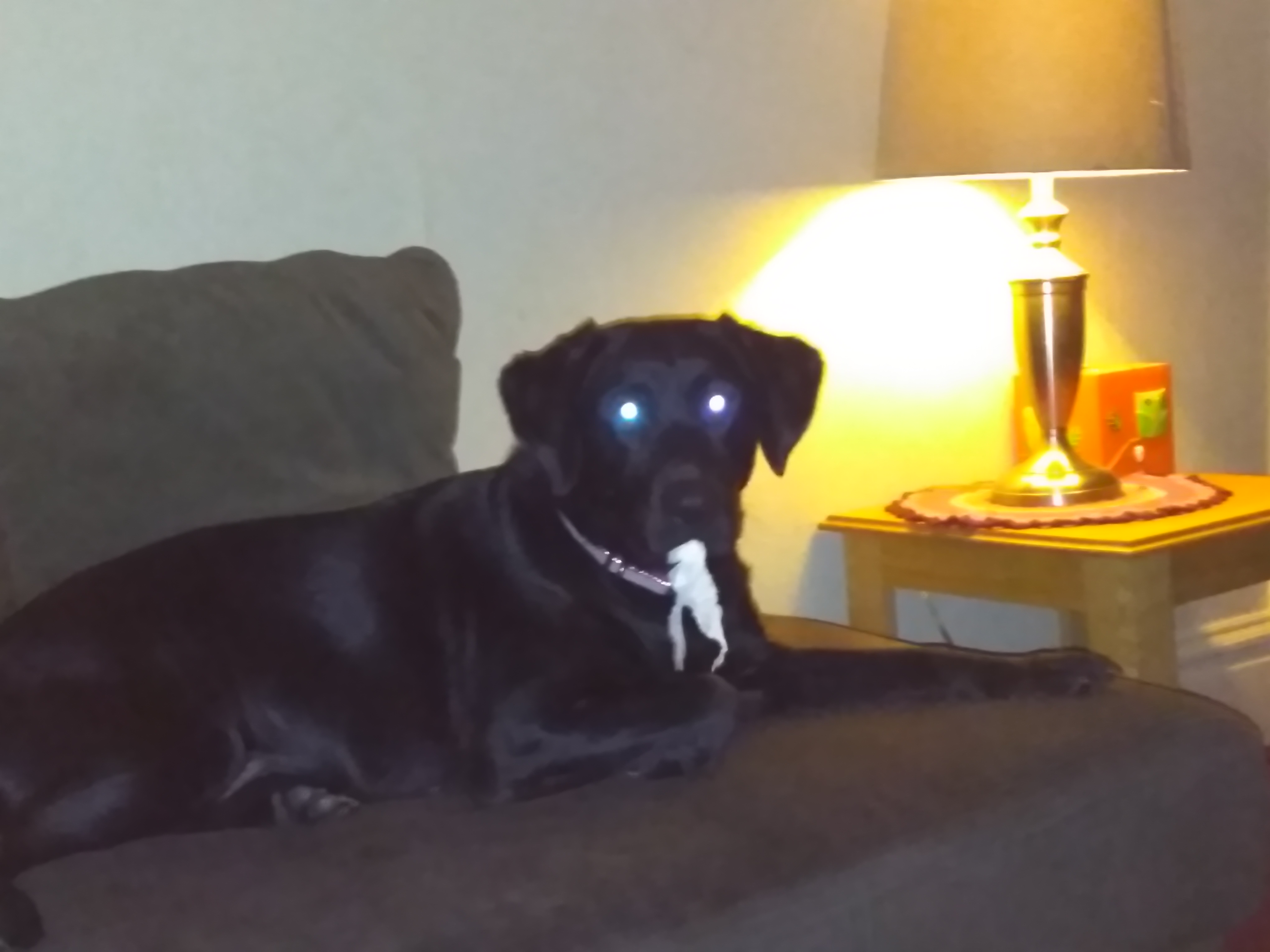 /lostandfound/images/lnfpets/original/19560_thumb_one.jpg