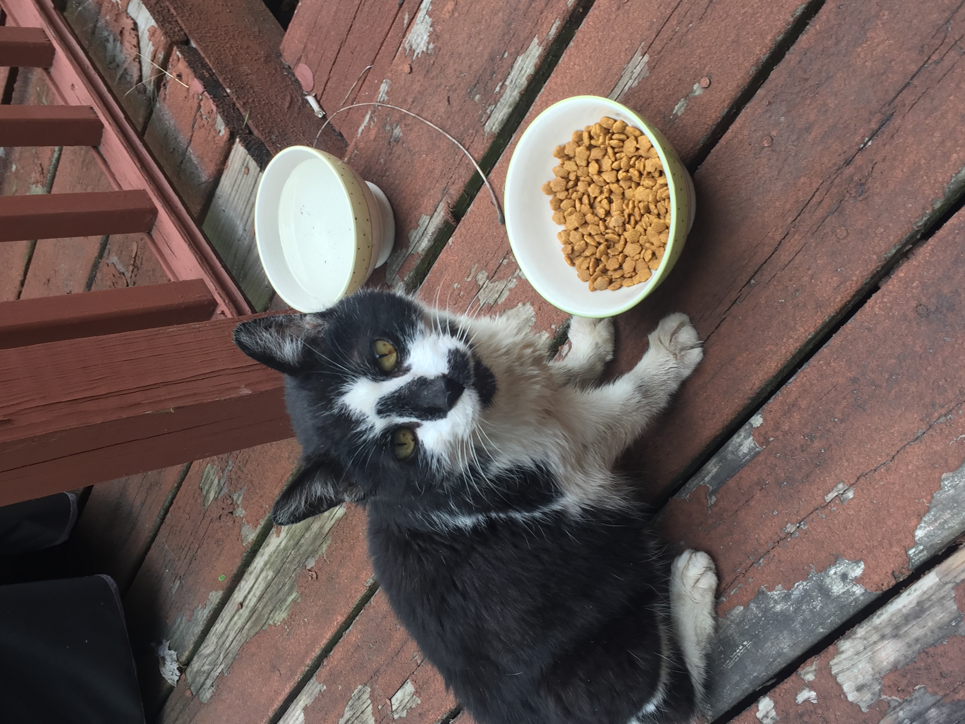 /lostandfound/images/lnfpets/original/19582_thumb_one.jpeg