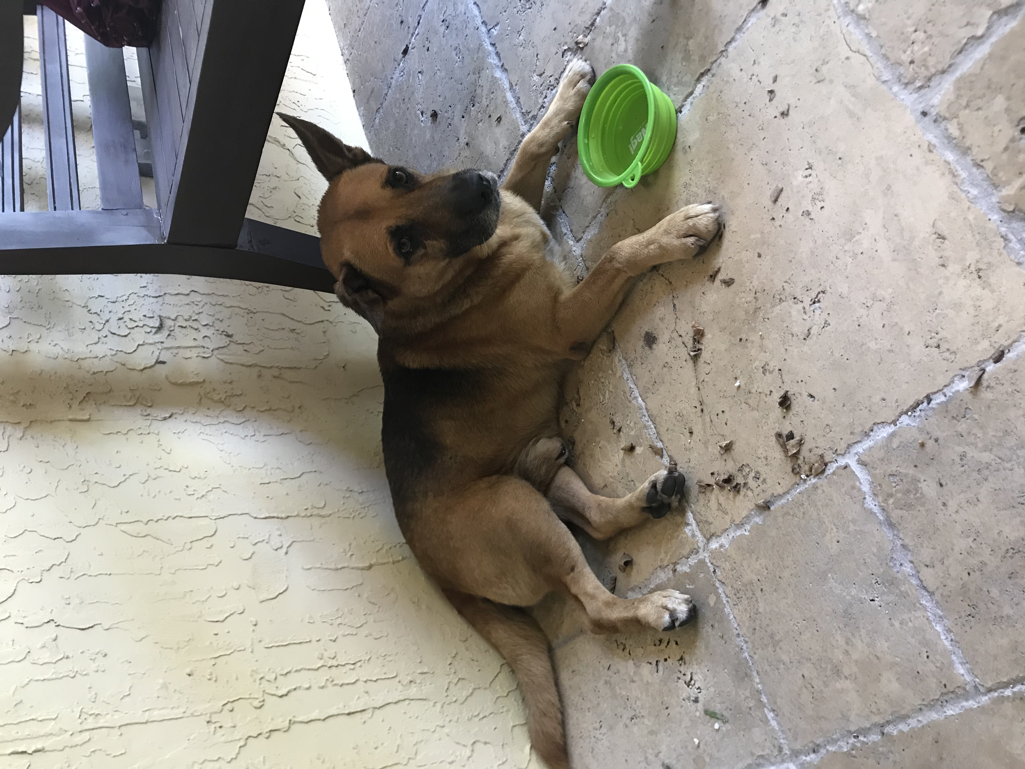 /lostandfound/images/lnfpets/original/19606_thumb_one.jpeg
