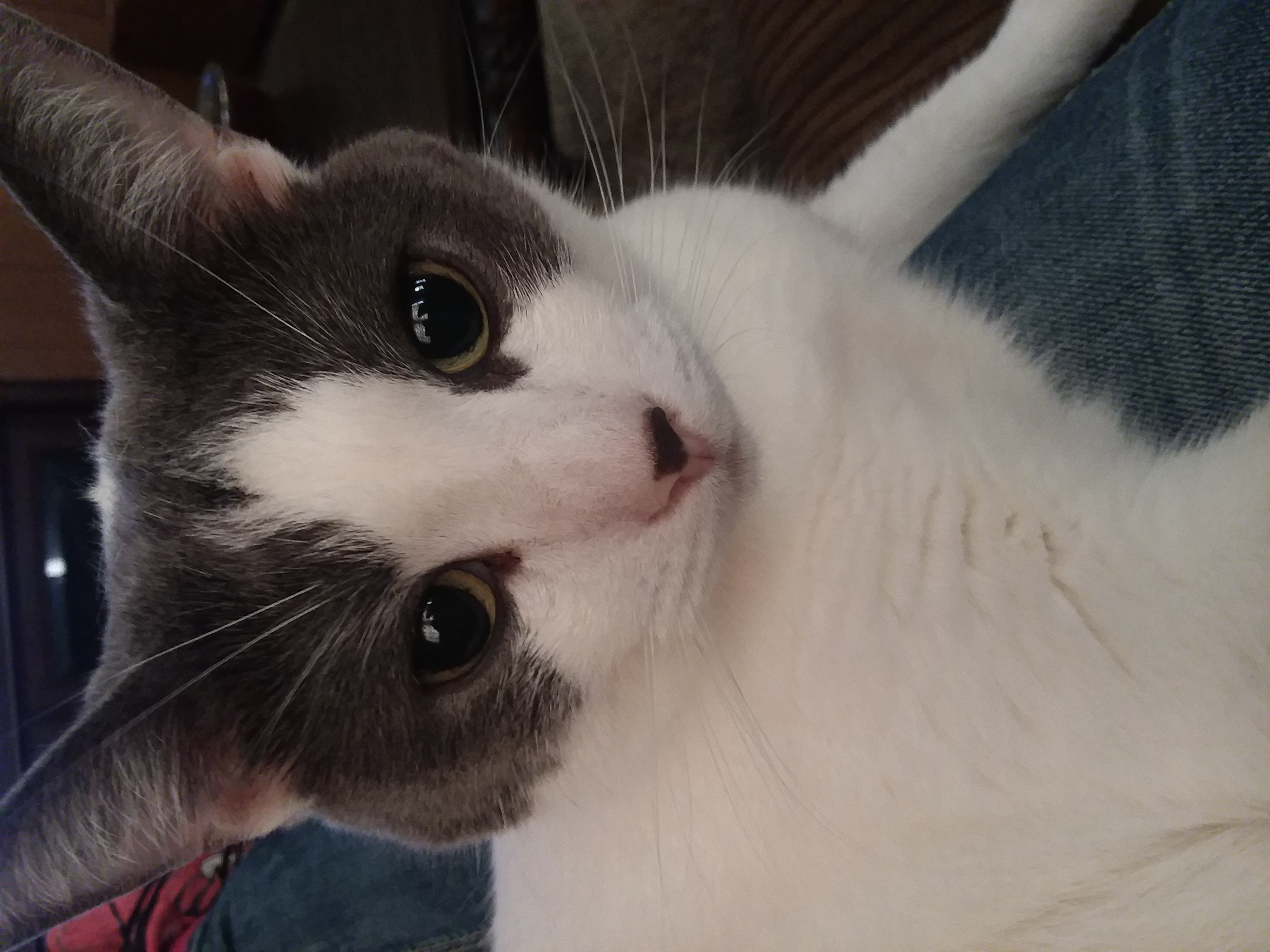 /lostandfound/images/lnfpets/original/19607_thumb_one.jpg