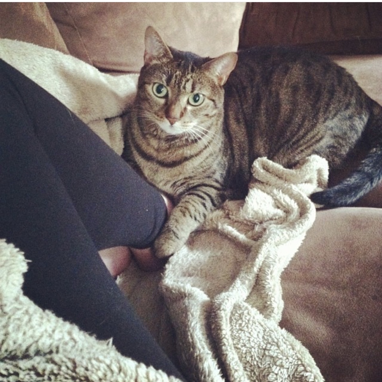 /lostandfound/images/lnfpets/original/19608_13215_5BD7216E-CF4D-4ABB-A862-AC301EDCD76D.jpeg