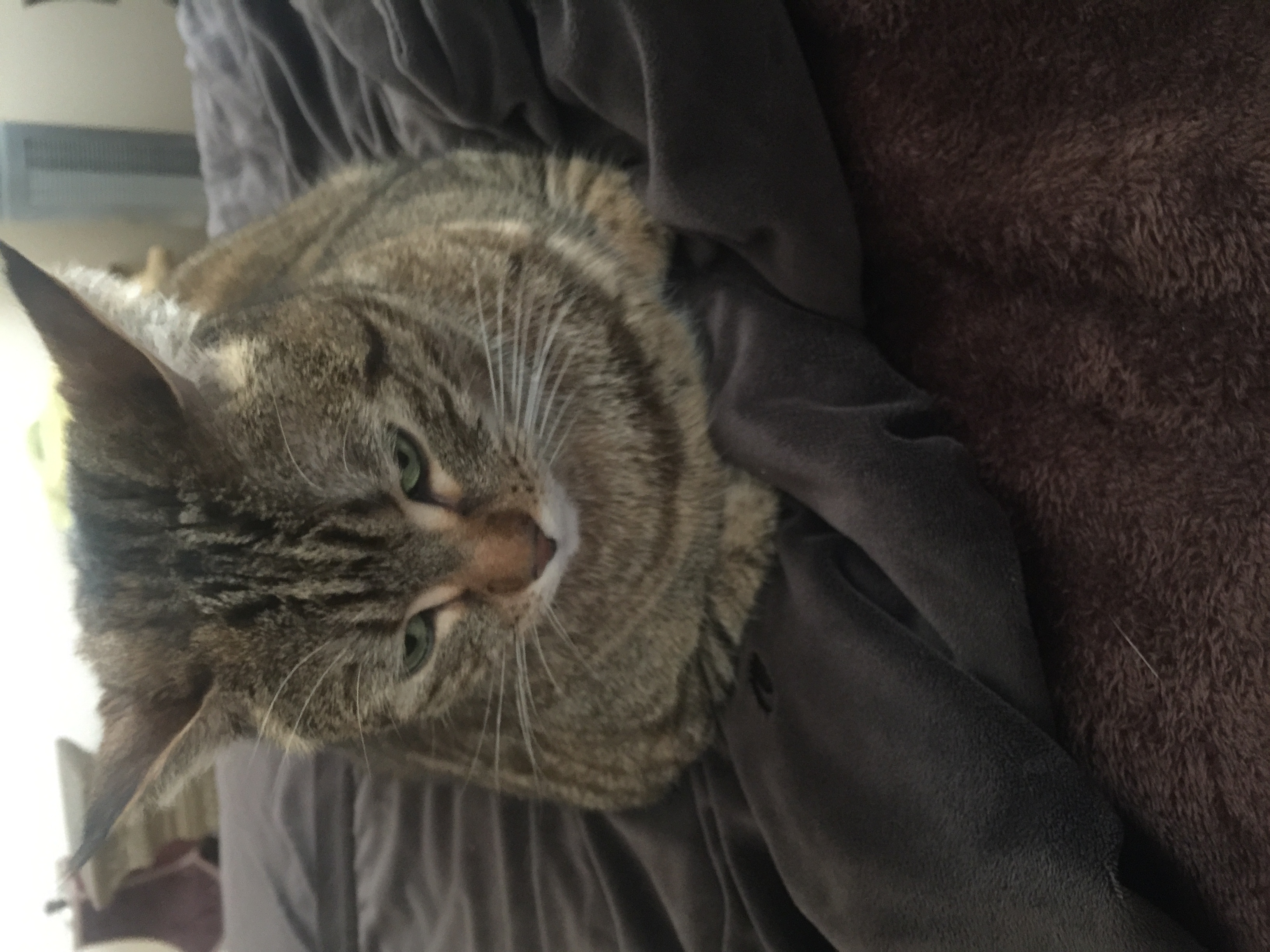 /lostandfound/images/lnfpets/original/19638_thumb_one.jpeg
