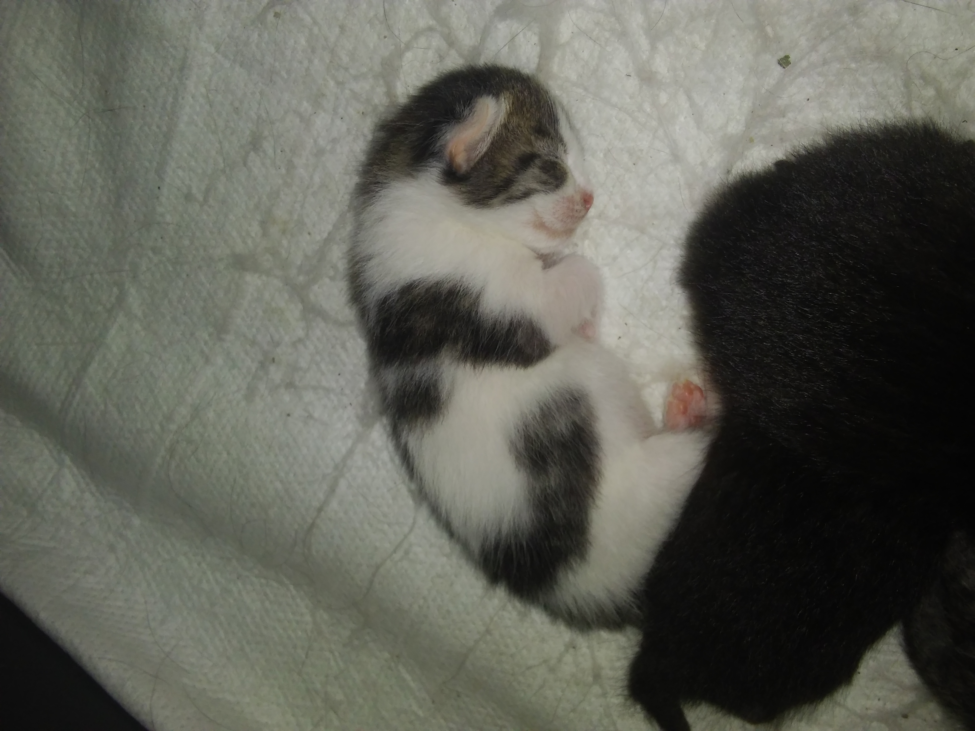 /lostandfound/images/lnfpets/original/19859_thumb_one.jpg