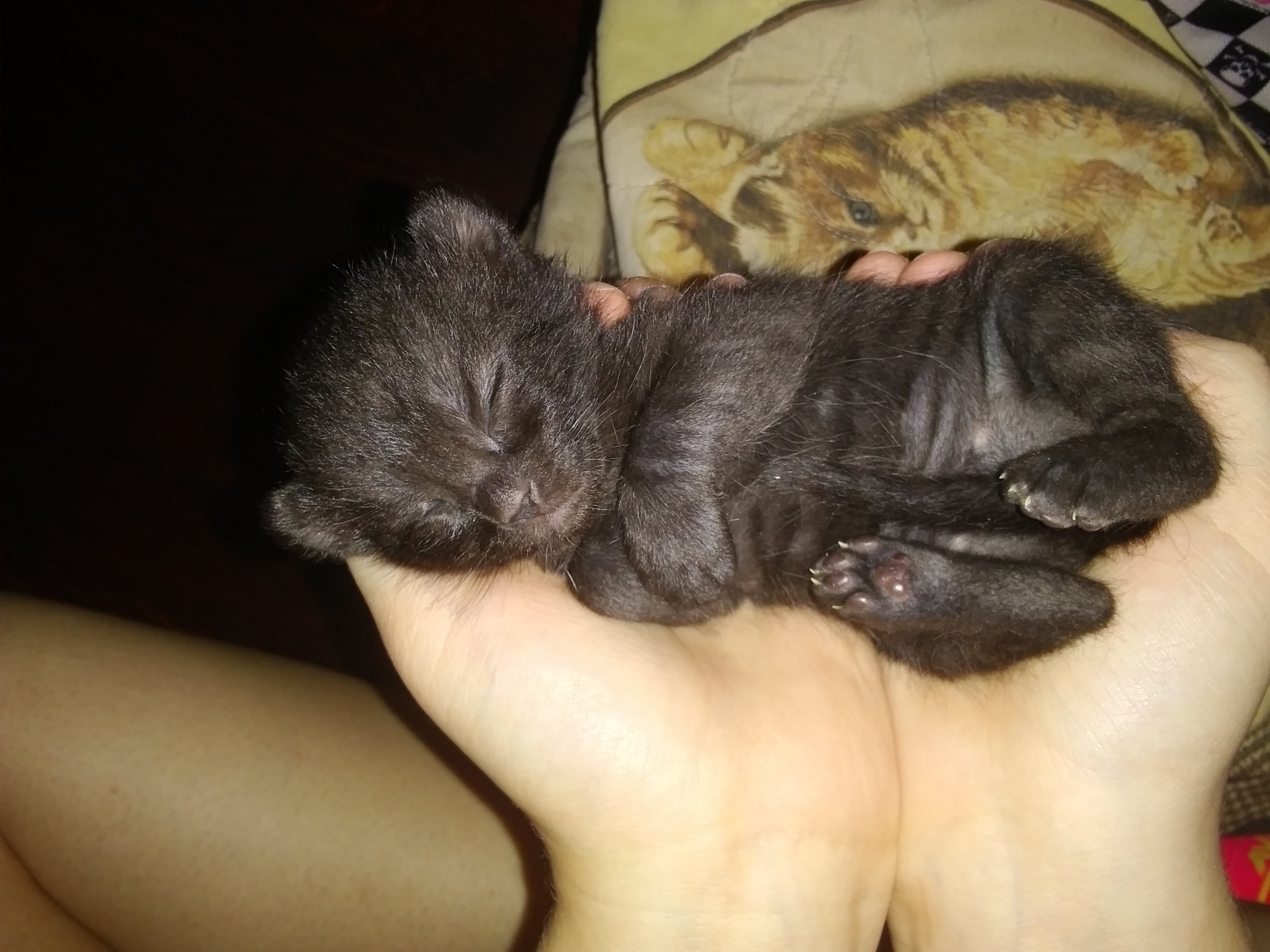 /lostandfound/images/lnfpets/original/19860_thumb_one.jpg
