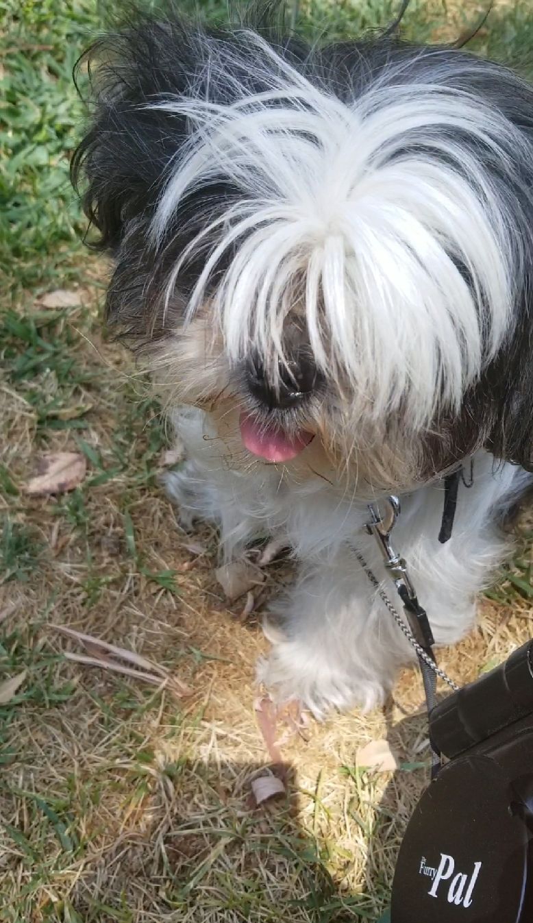 /lostandfound/images/lnfpets/original/19892_72479_20180818_163600.jpg