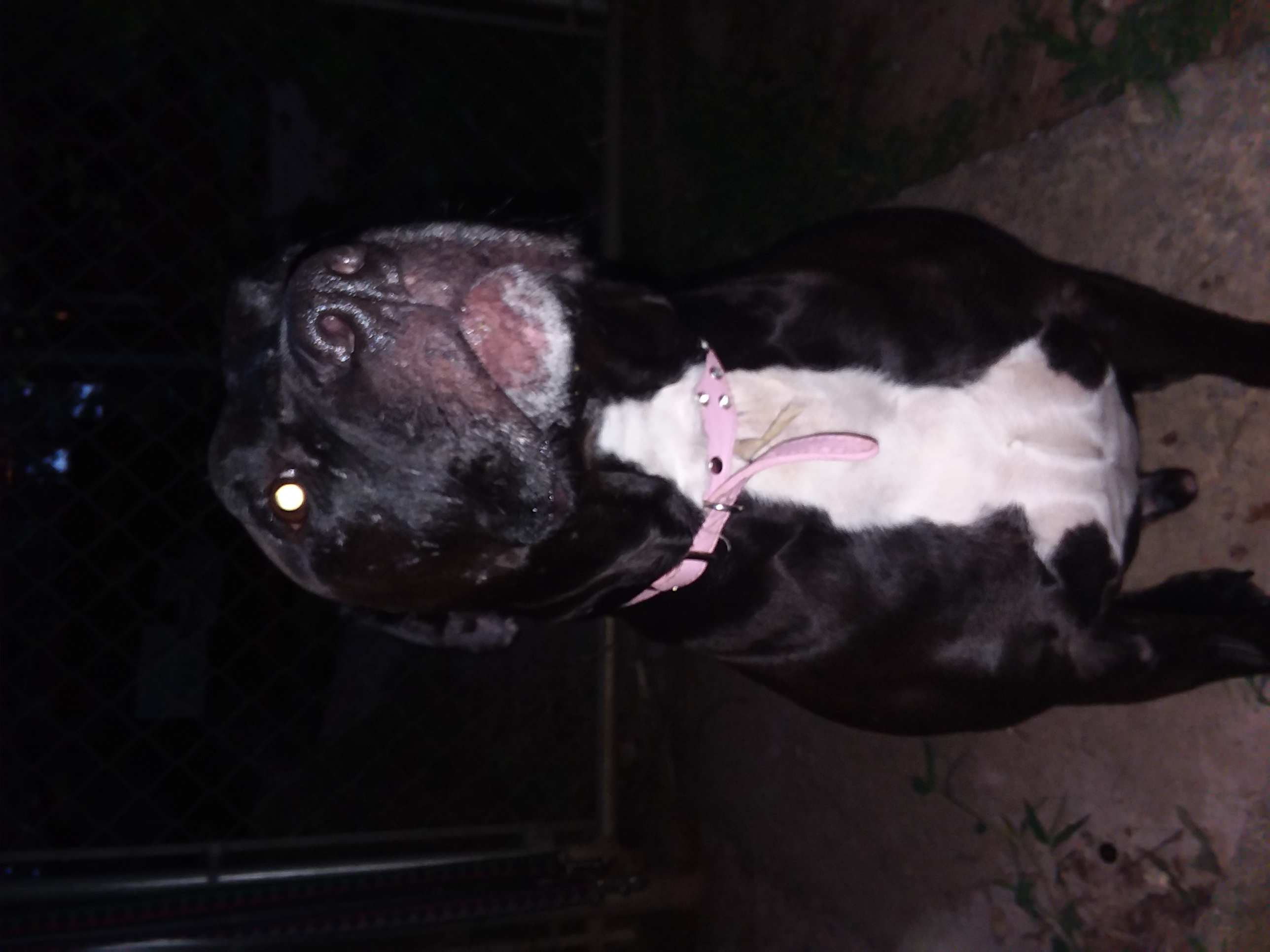 /lostandfound/images/lnfpets/original/19935_thumb_one.jpg