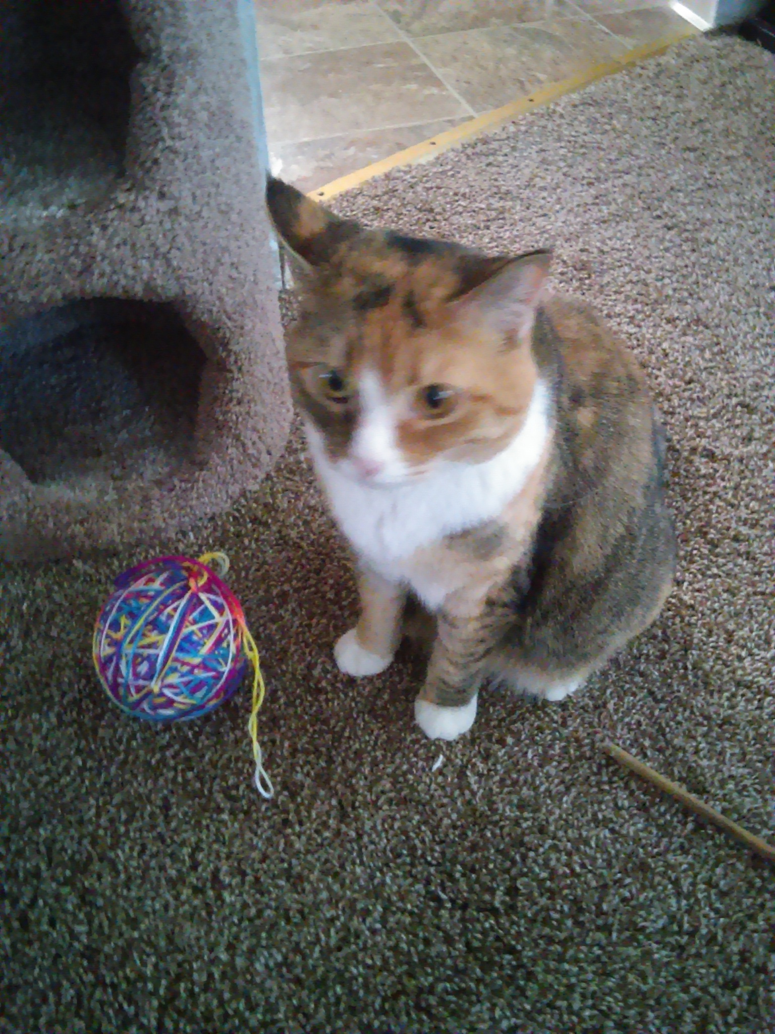 /lostandfound/images/lnfpets/original/19938_thumb_one.jpg