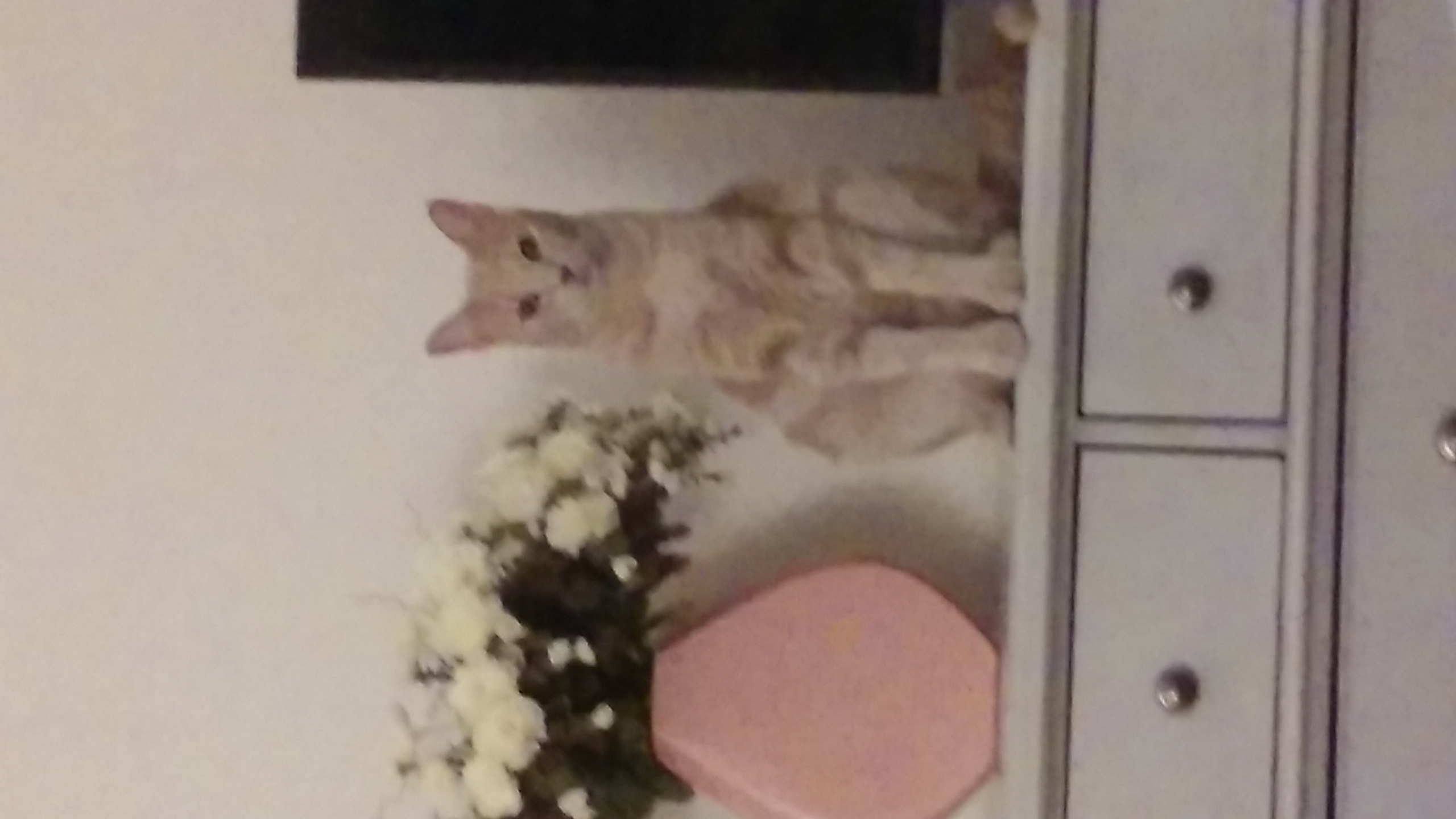 /lostandfound/images/lnfpets/original/20193_thumb_one.jpg