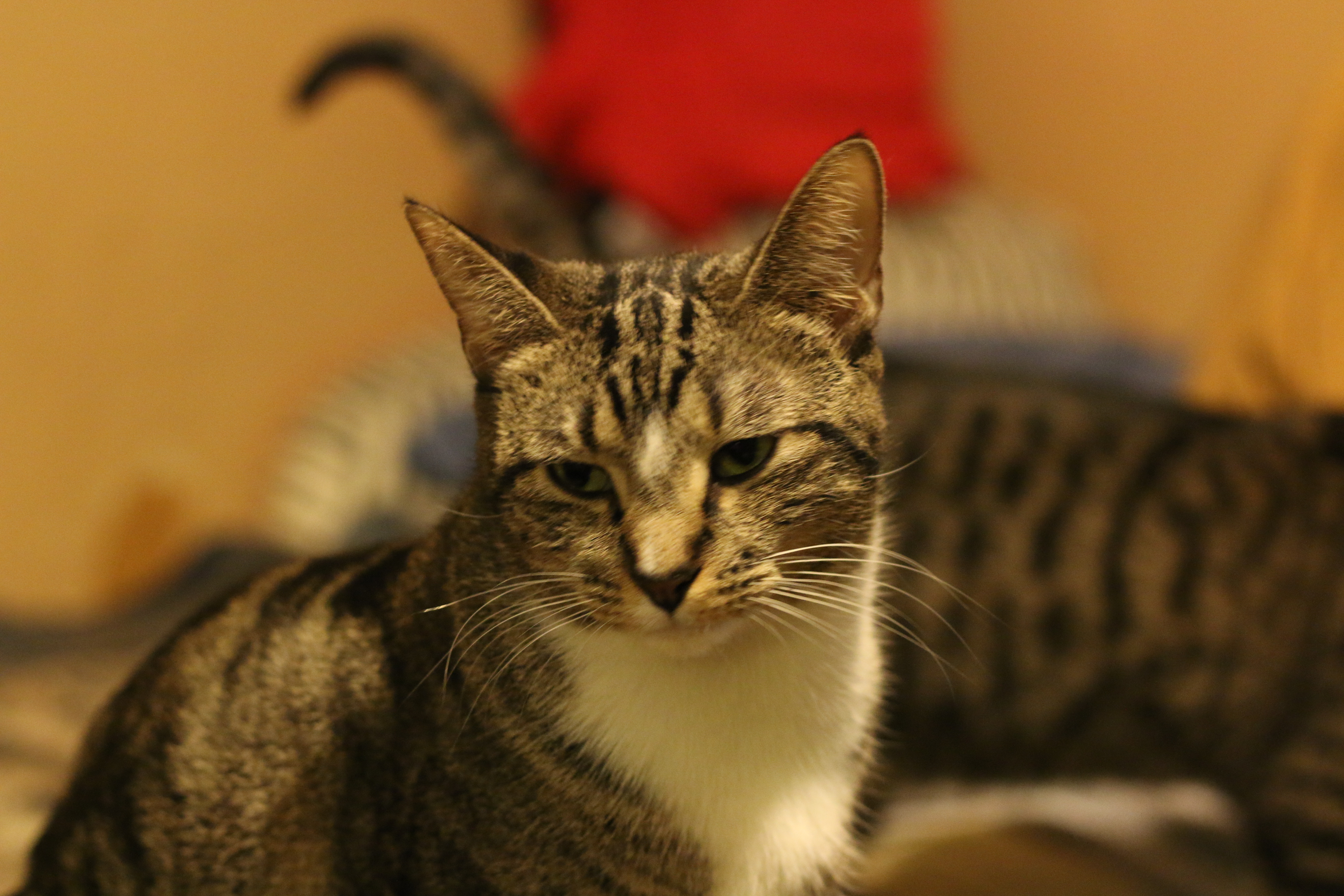 /lostandfound/images/lnfpets/original/20211_thumb_one.jpg